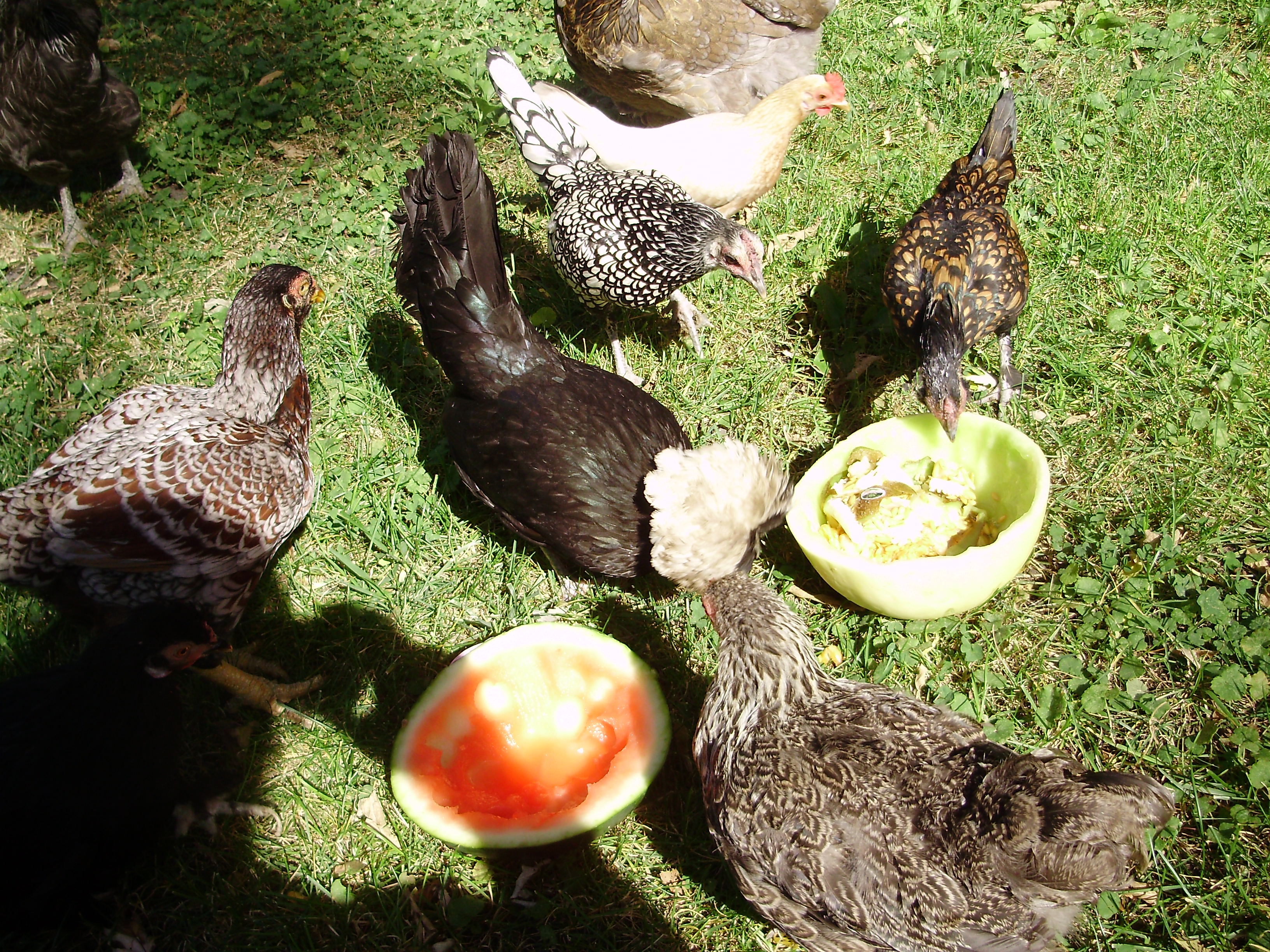 Different varieties all living in harmony.  As of October 2014  none in this group are with me anymore.  No I did not eat them.  The silver seabrite ( black and white) lived 13 years.  The golden seabrite  lived  9 years.