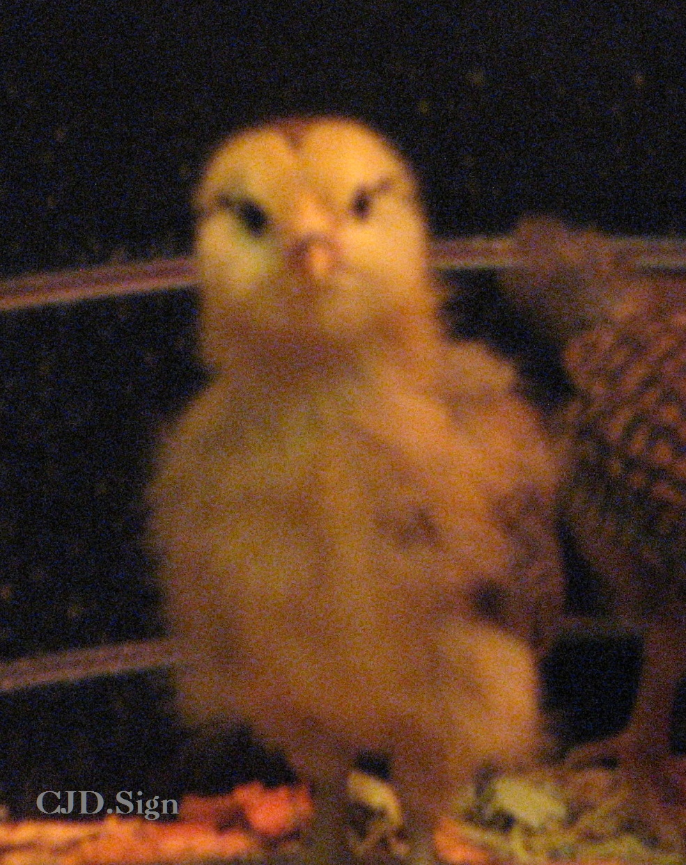 Digger love to pose for the camera!