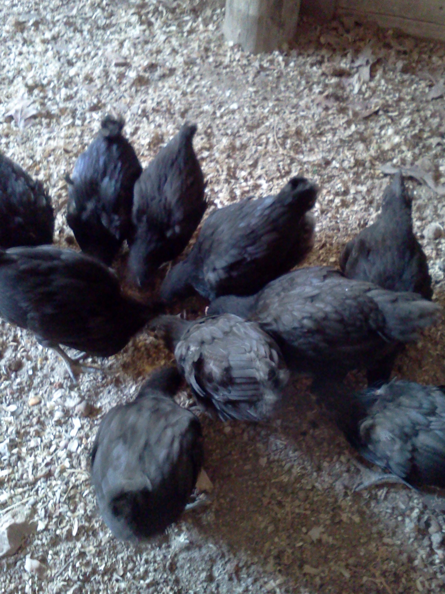 Diggine or eating their way to china.... or so it would seem... handful of grain and all you can see are 10 little butts up in the air and hear the peep peep, punk punk of their pecking in the dirt floor.