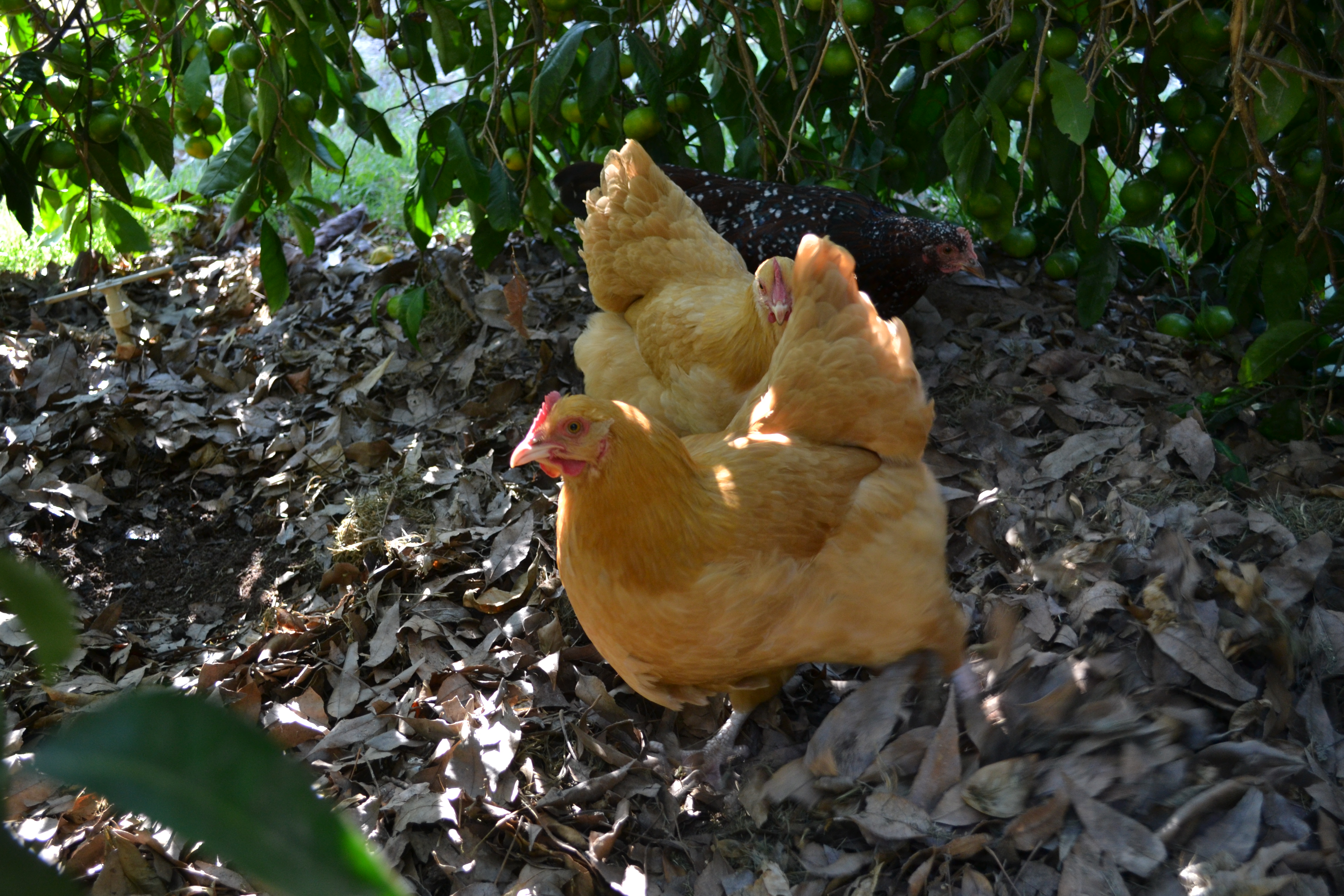 Digging for bugs under the clementine tree