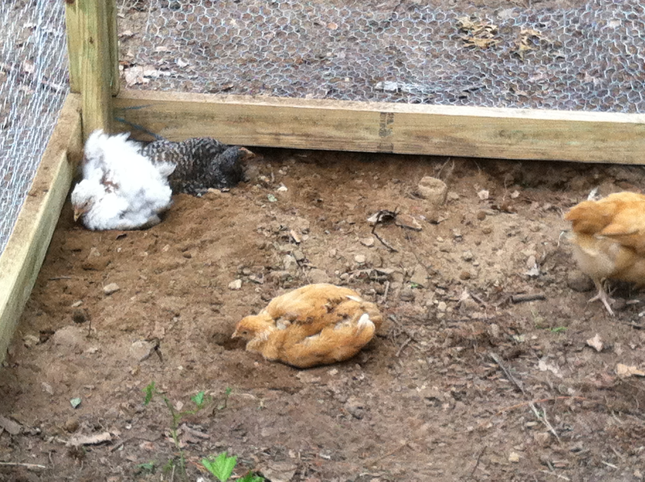 digging in the dirt