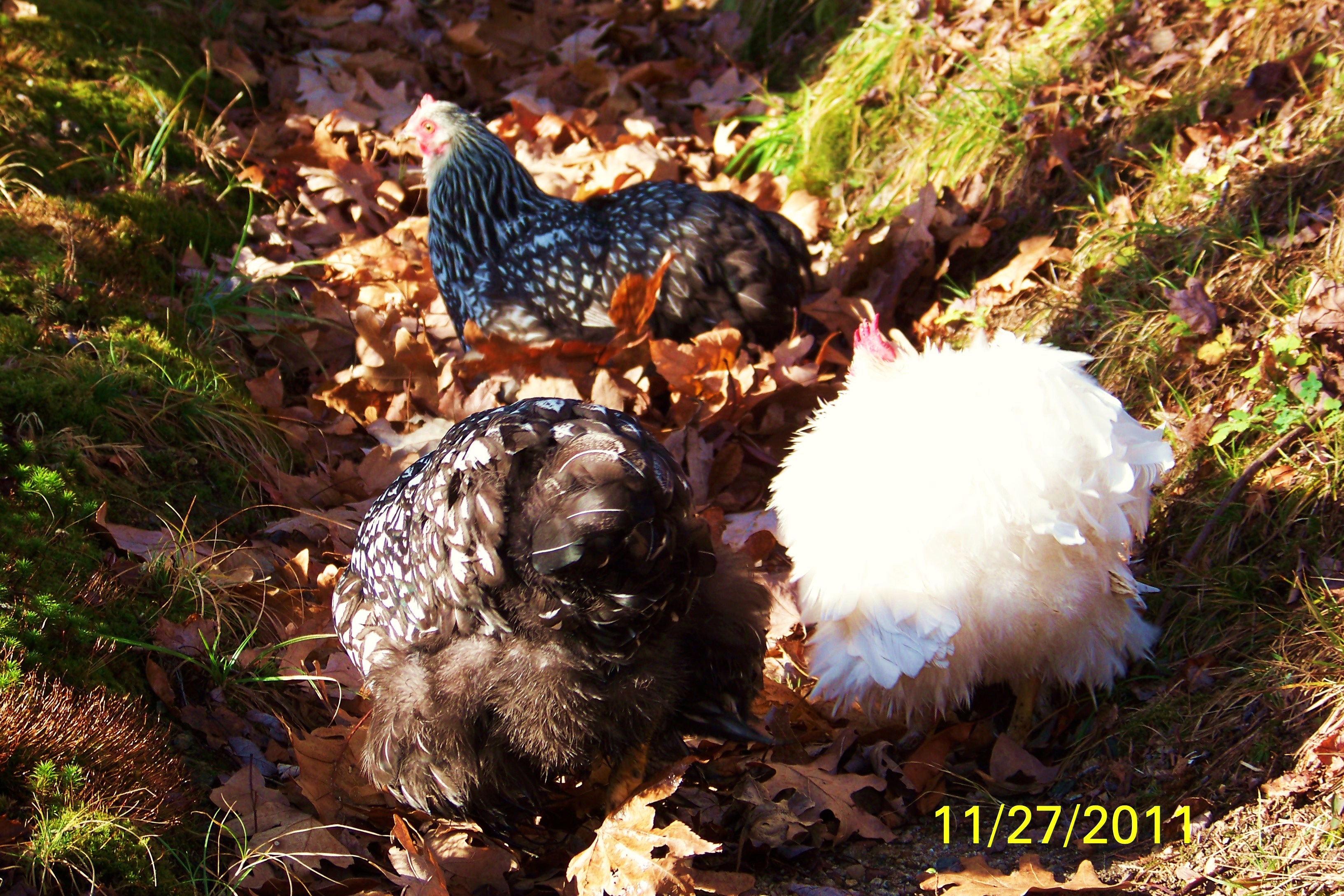 Digging in the leaves