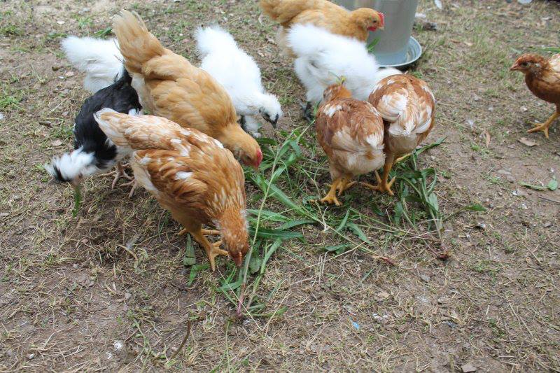 Digging thru veggie garden weeds looking for bugs