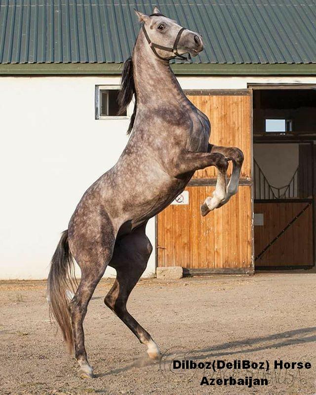 Dilboz Horse