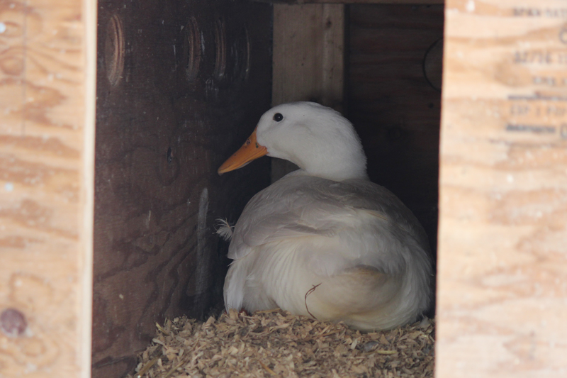 Dilly the Broody Duck