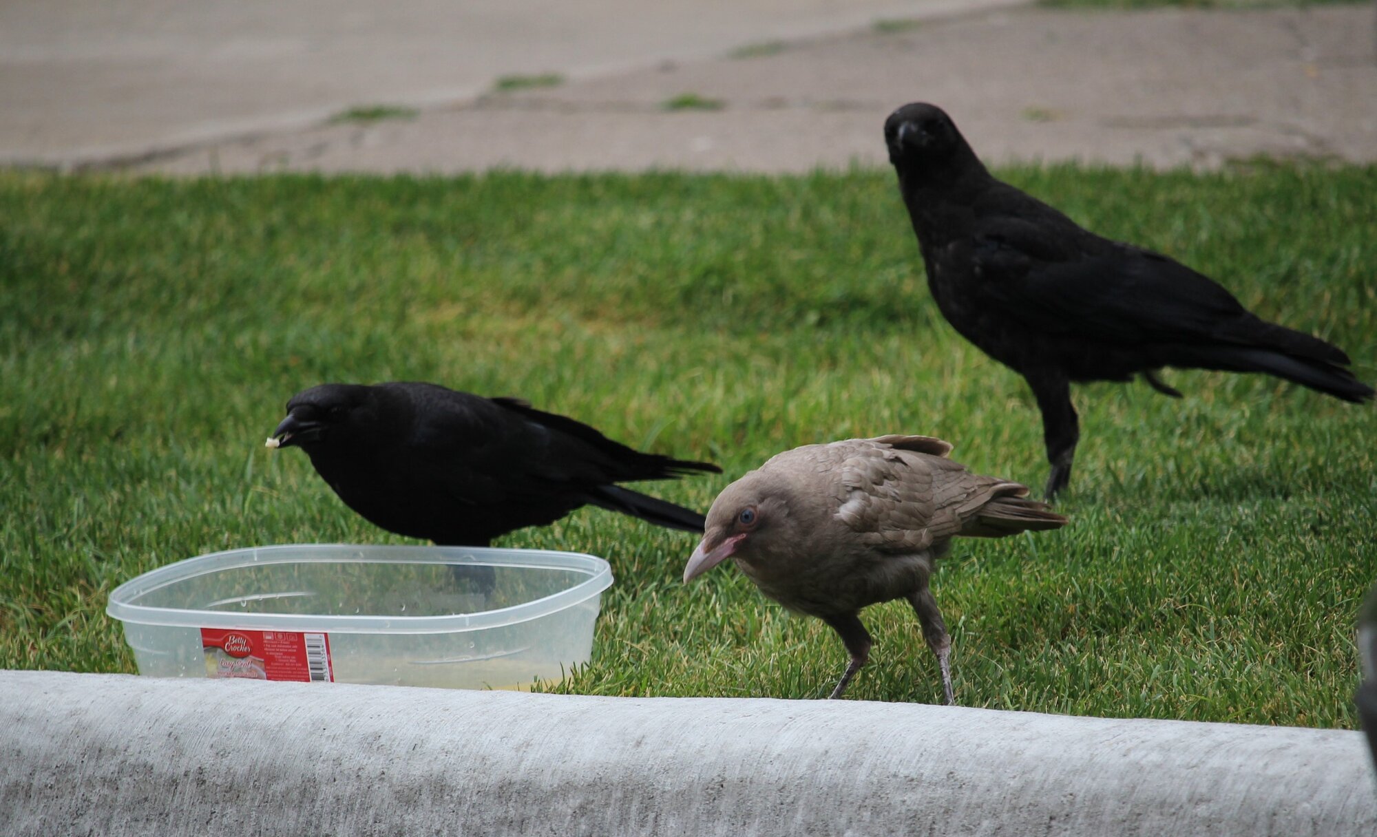 diluted_crow (2).JPG