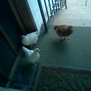 Ding dong dash? More like cluck scratch run.