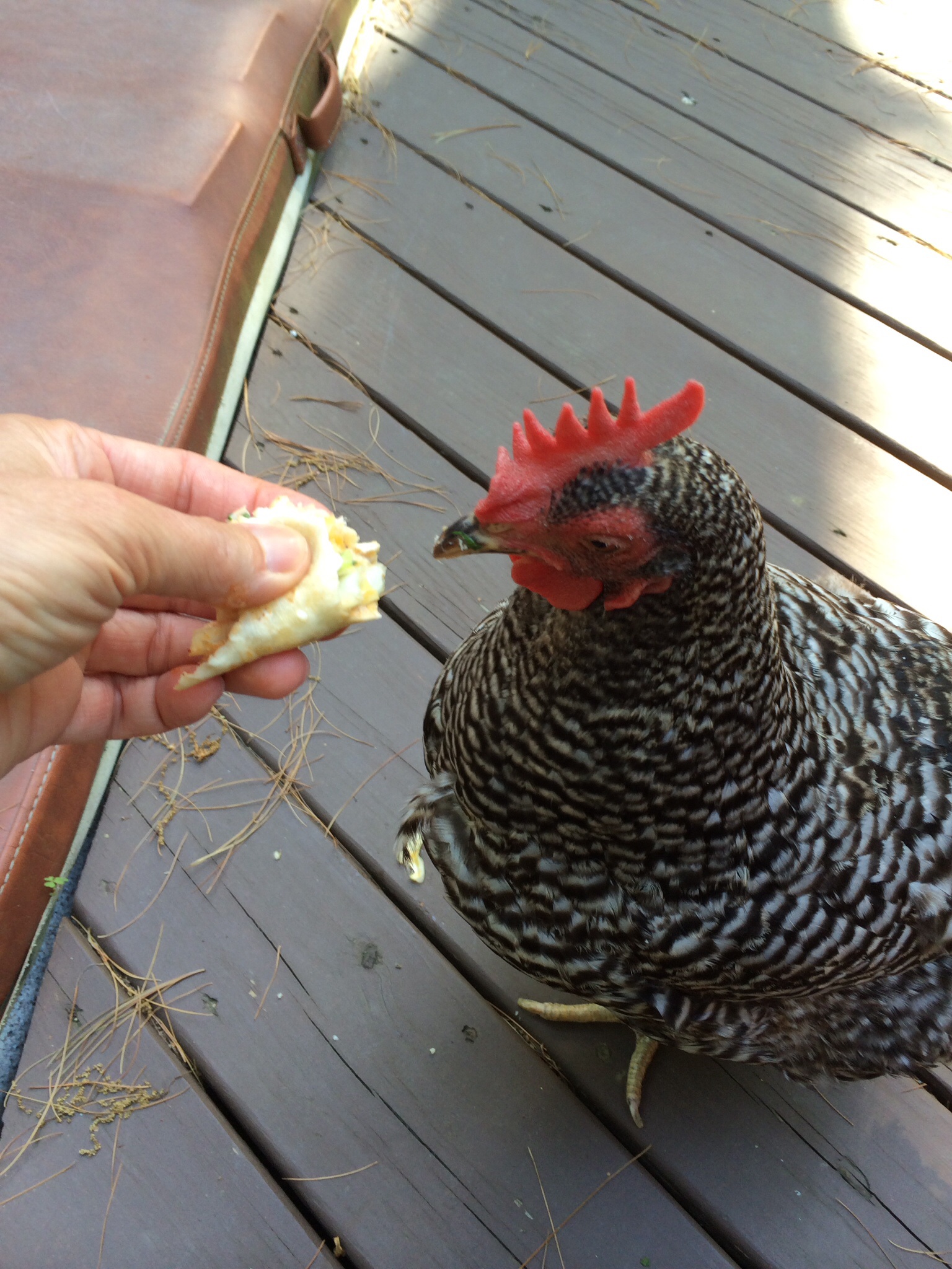 Dinner on the deck