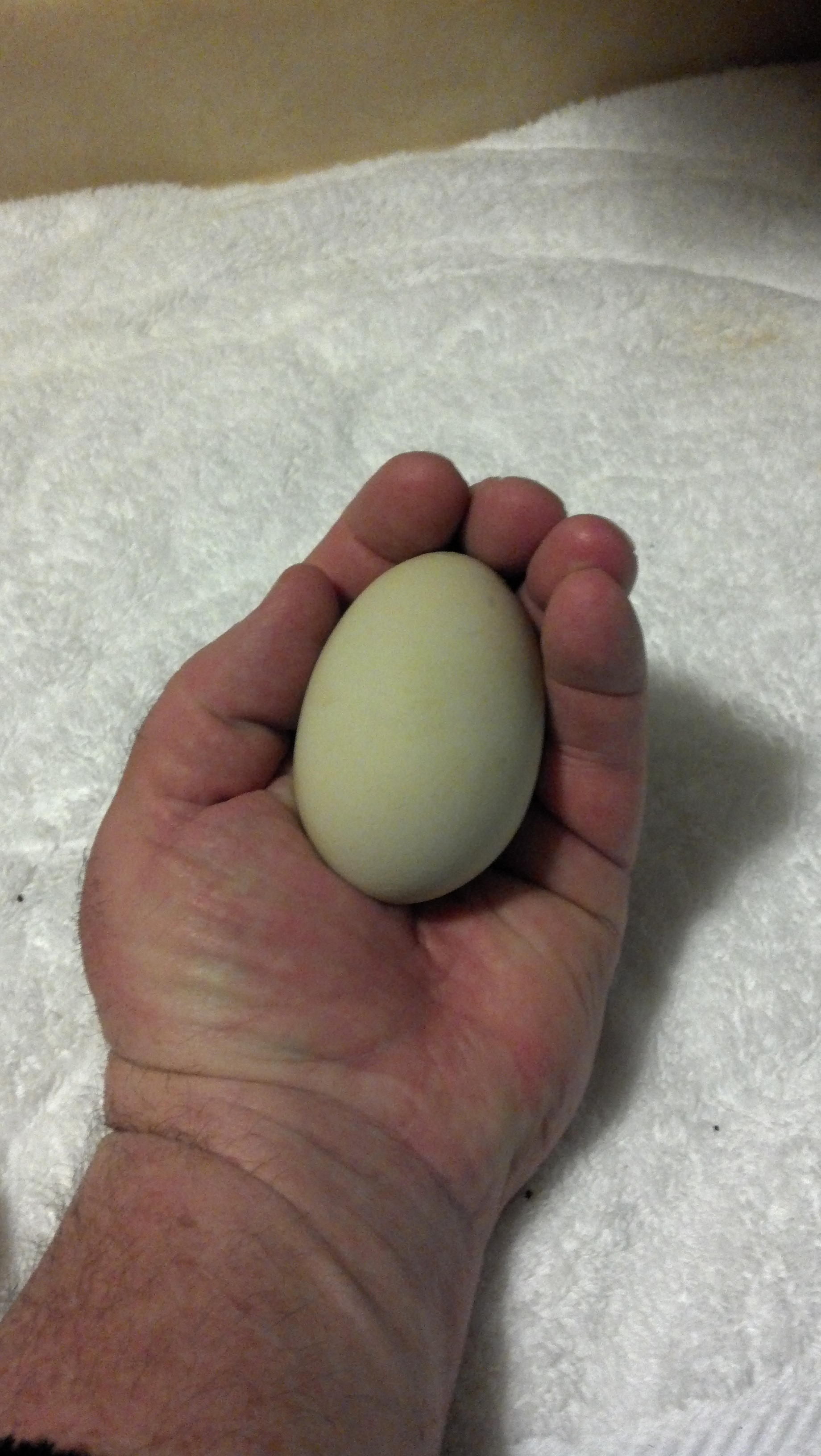 Dinosaur egg