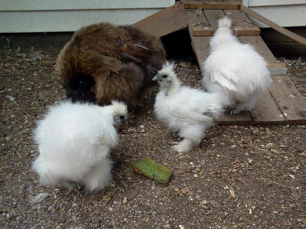 Dipsy and her babes Doodlebug, Daisy and Sweetpea