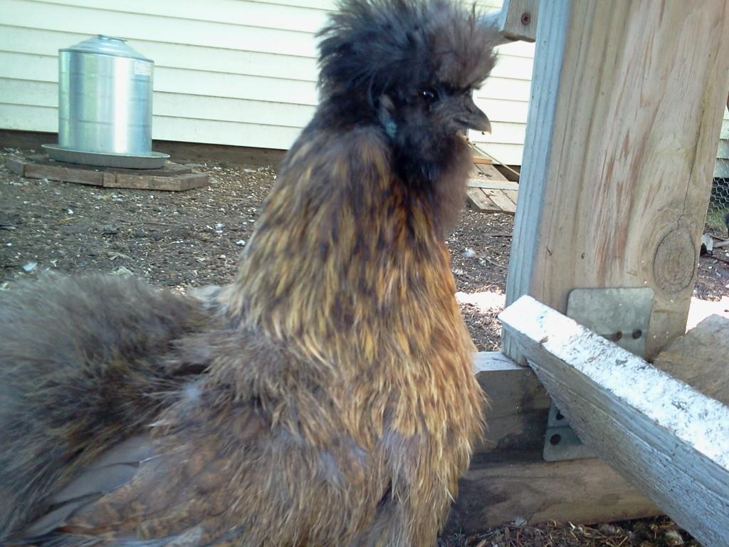"Dipsy" Do~ Queen of the Roost
the eldest chicken in our flock; not sure how old as we adopted her and saved her from being preyed upon....there had been five and she escaped.