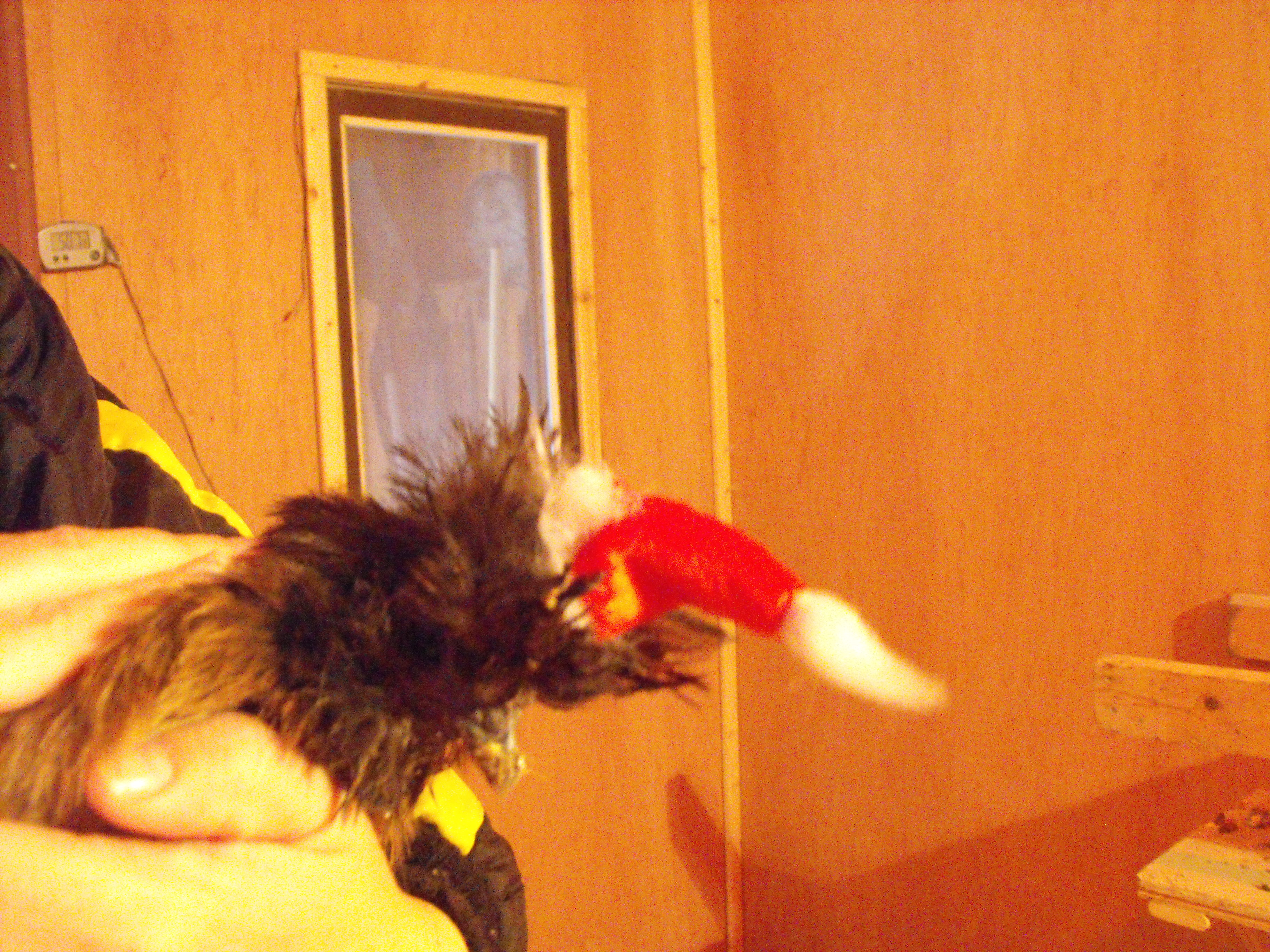 Dipsy~not lookin so great after burying her head in oatmel but she gets into the Christmas spirit also!