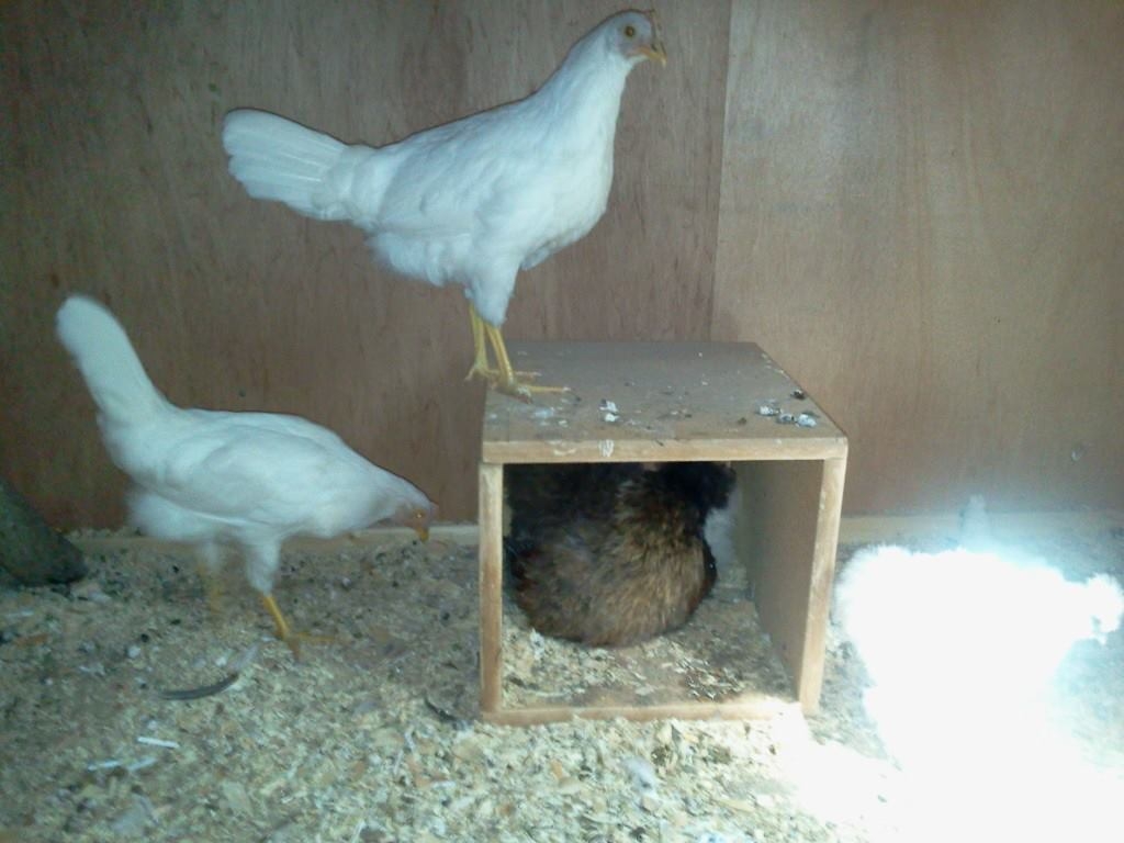 Dipsy's box (she wont roost at all~if there's no box she just sleeps right there on the floor)
