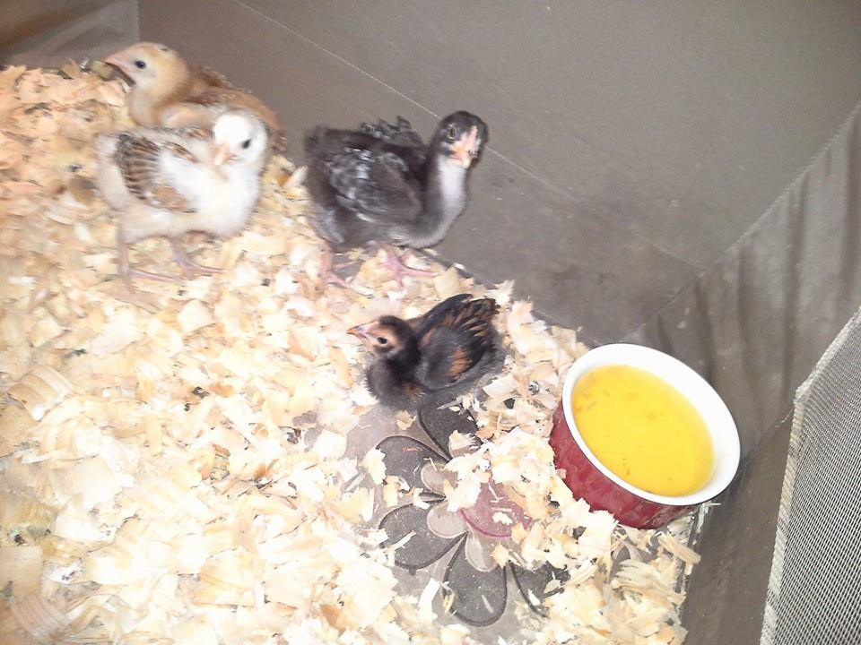 Directly next to the red water bowl is my Golden lace Polish mixed with either RIR or a Barred Rock. Havent named her as of yet.