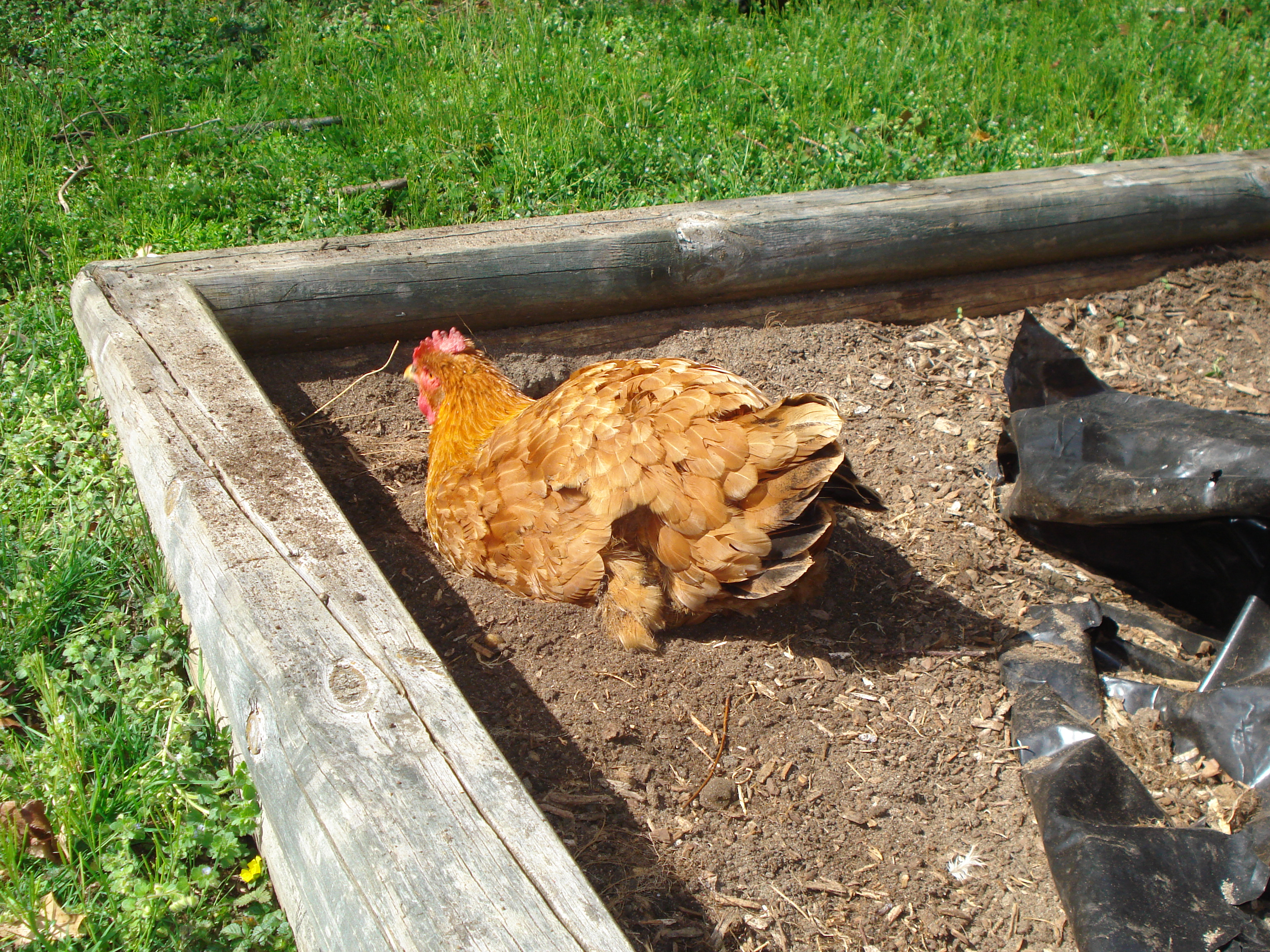 Dirt bath