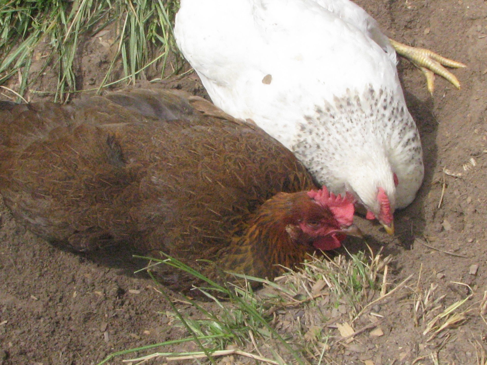 Dirt bathing