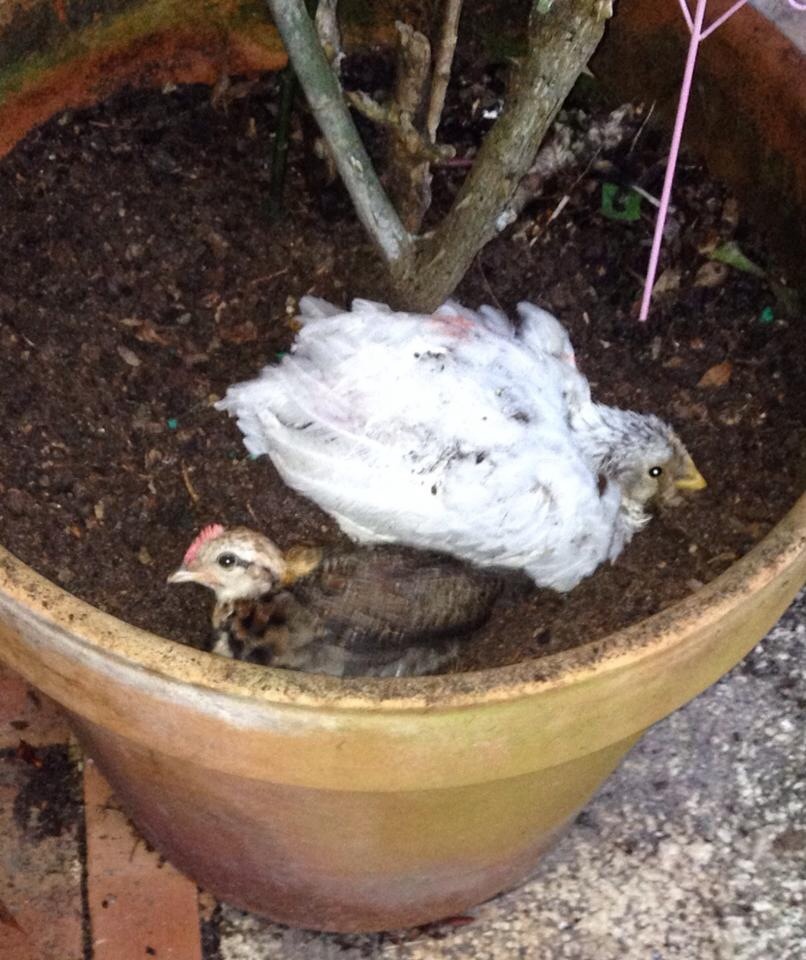 Dirt baths in my rose planter.