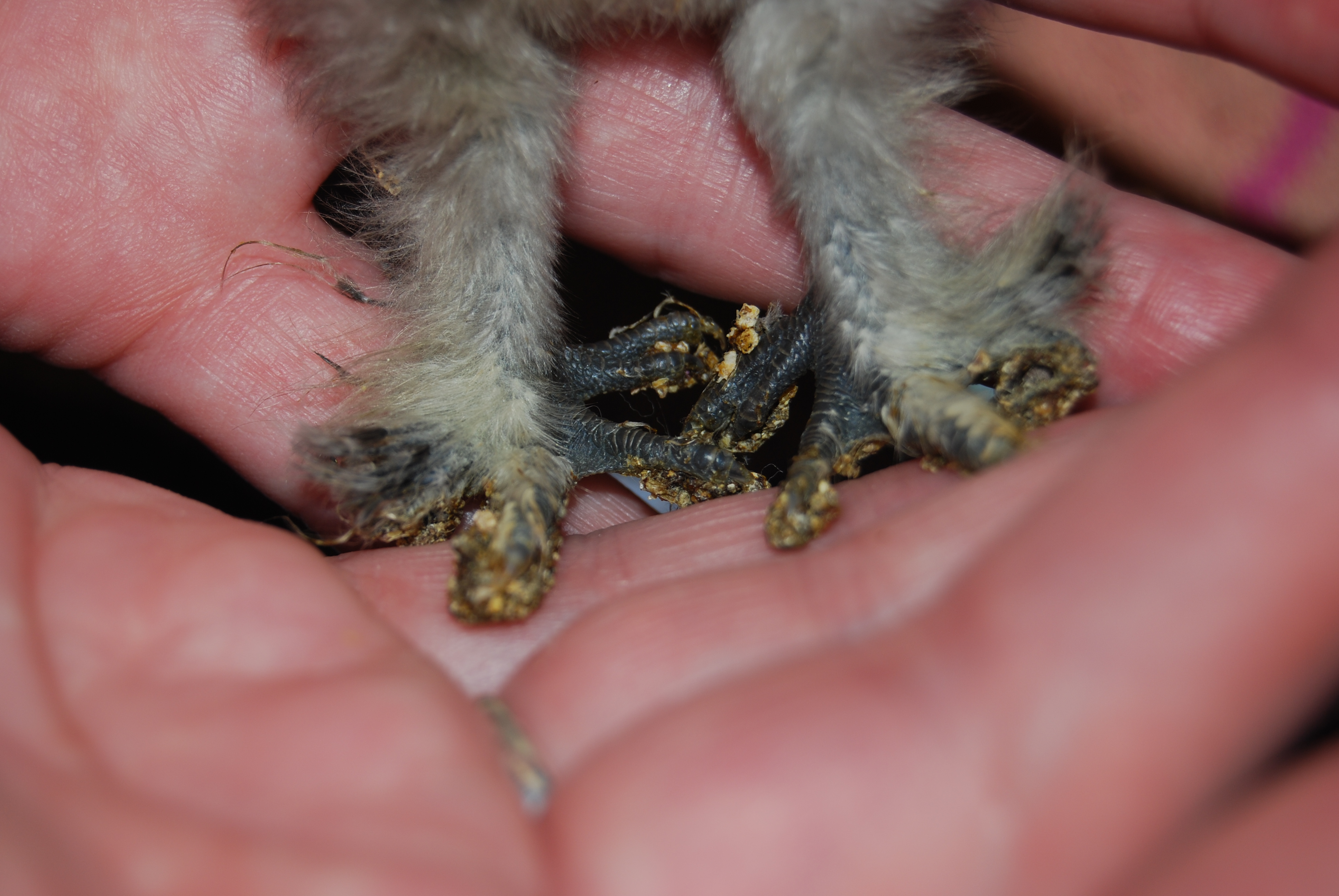 Dirty feet, but this shows the fuzzy legs and toes and black skin.  Dusk is definitely a silky.