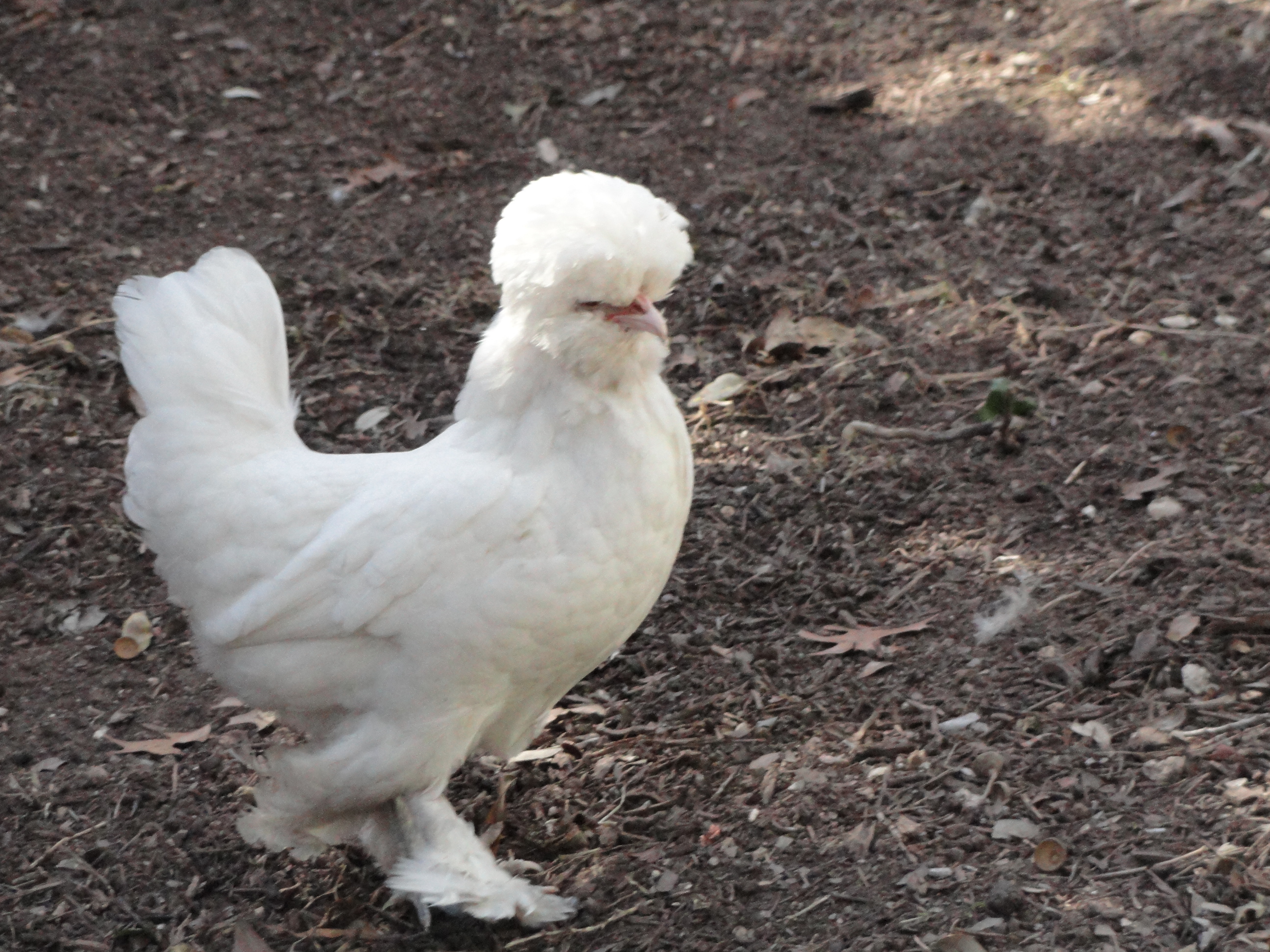 "Disco" (Sultan Bantam)