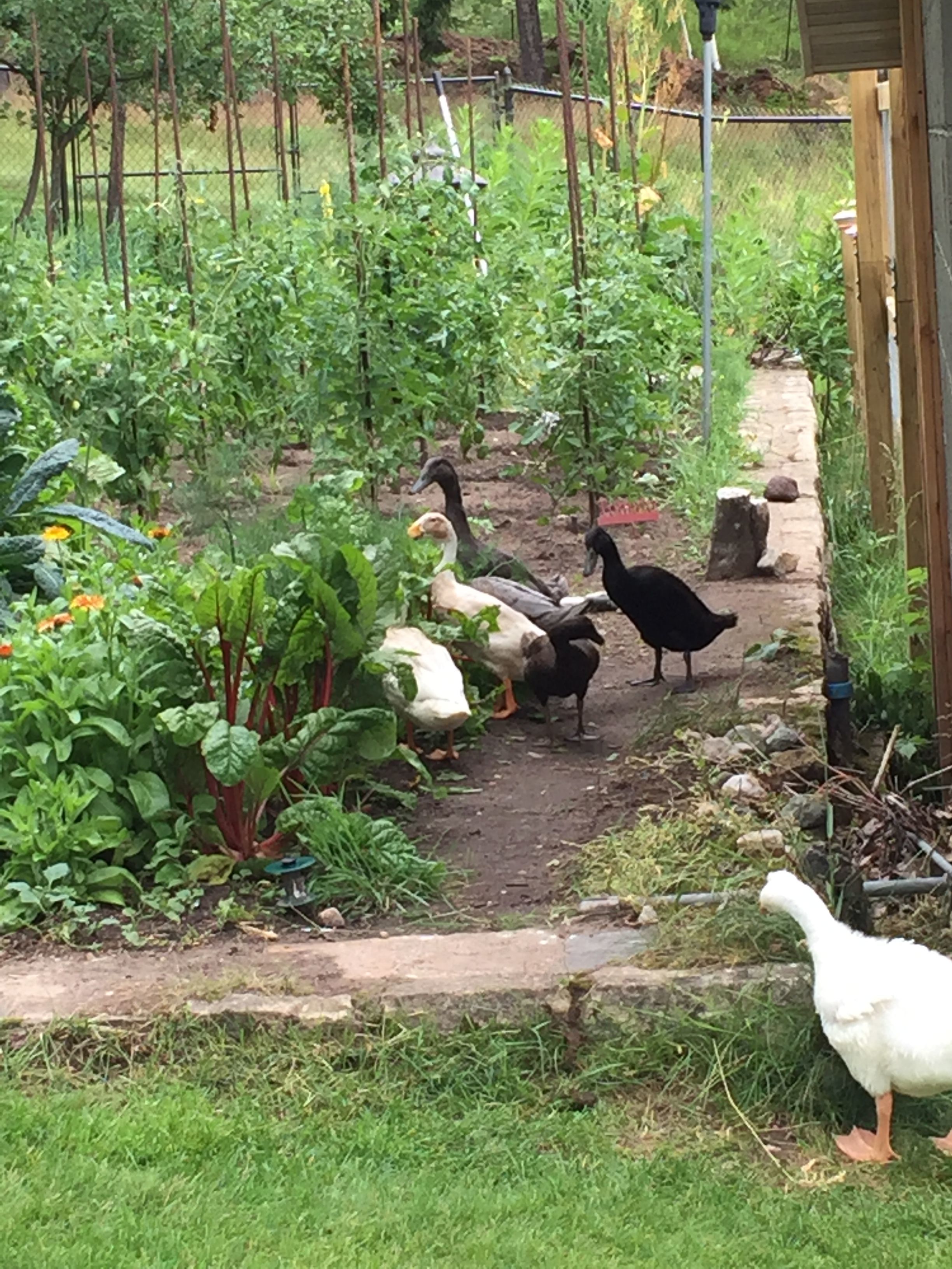 Discovering the garden