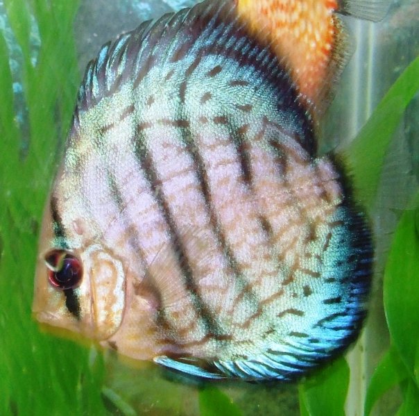 Discus