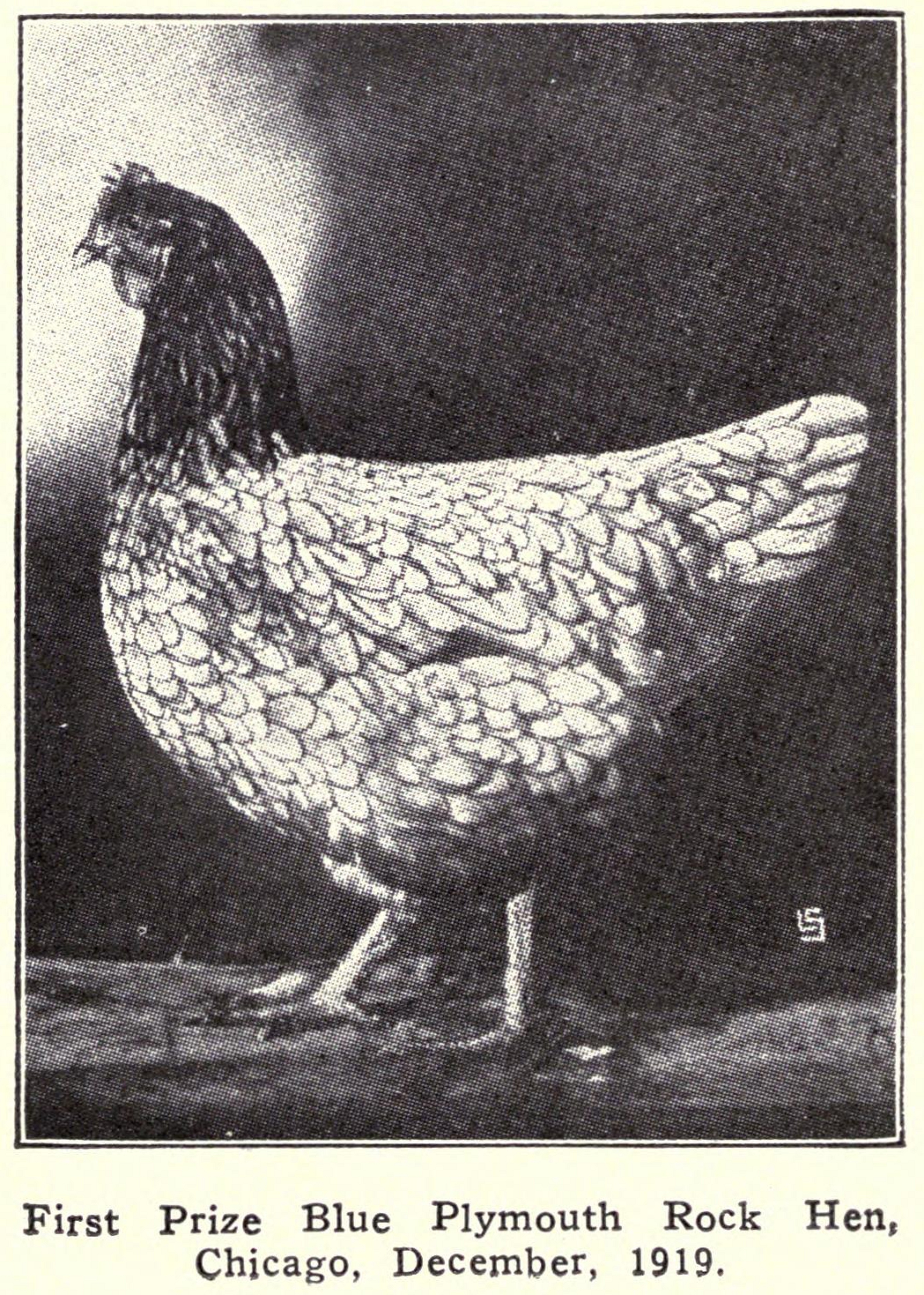 Distinctive Lacing Blue Plymouth Rocks