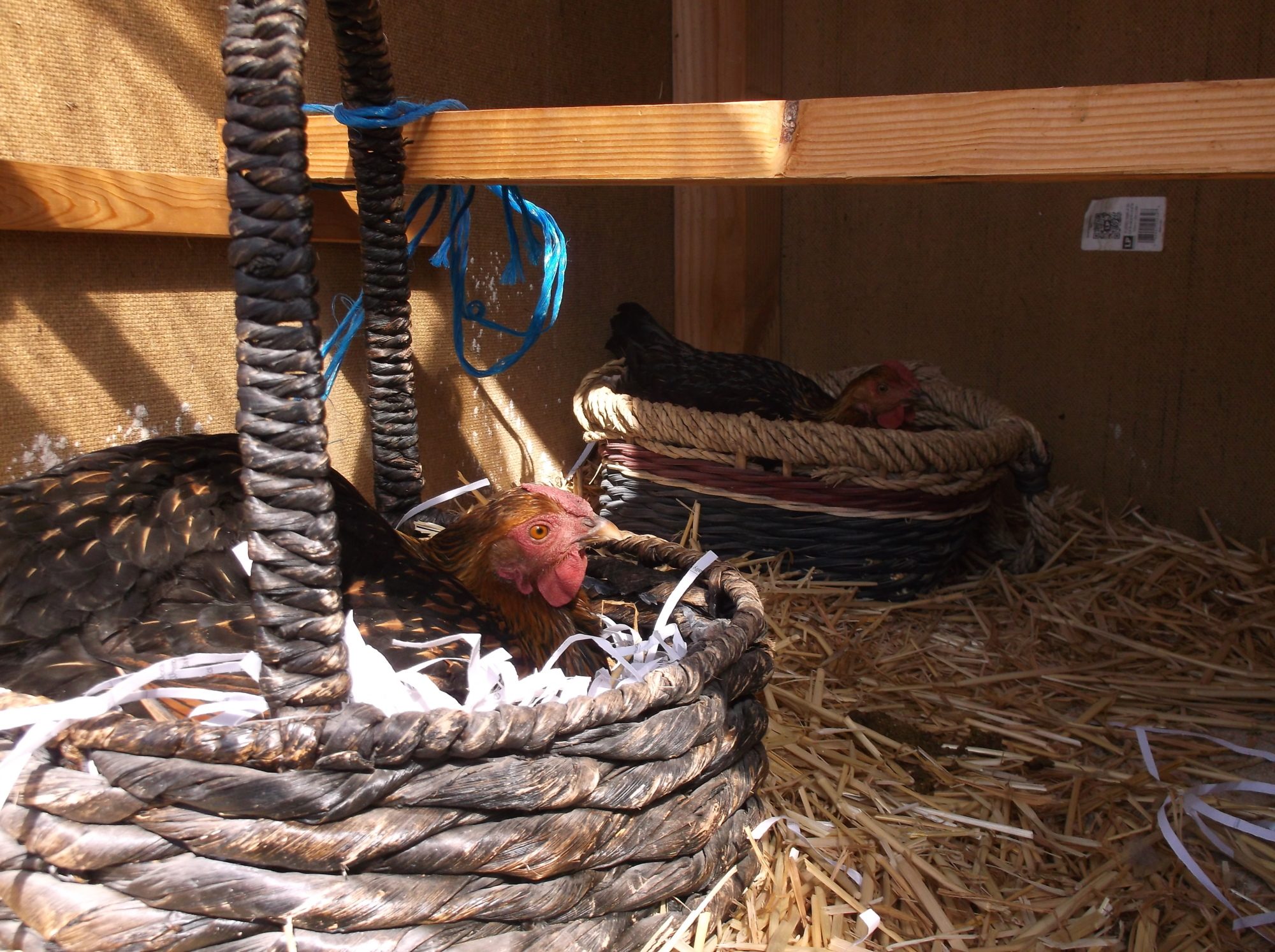 Ditzy and Darla both got moved to the hutch.