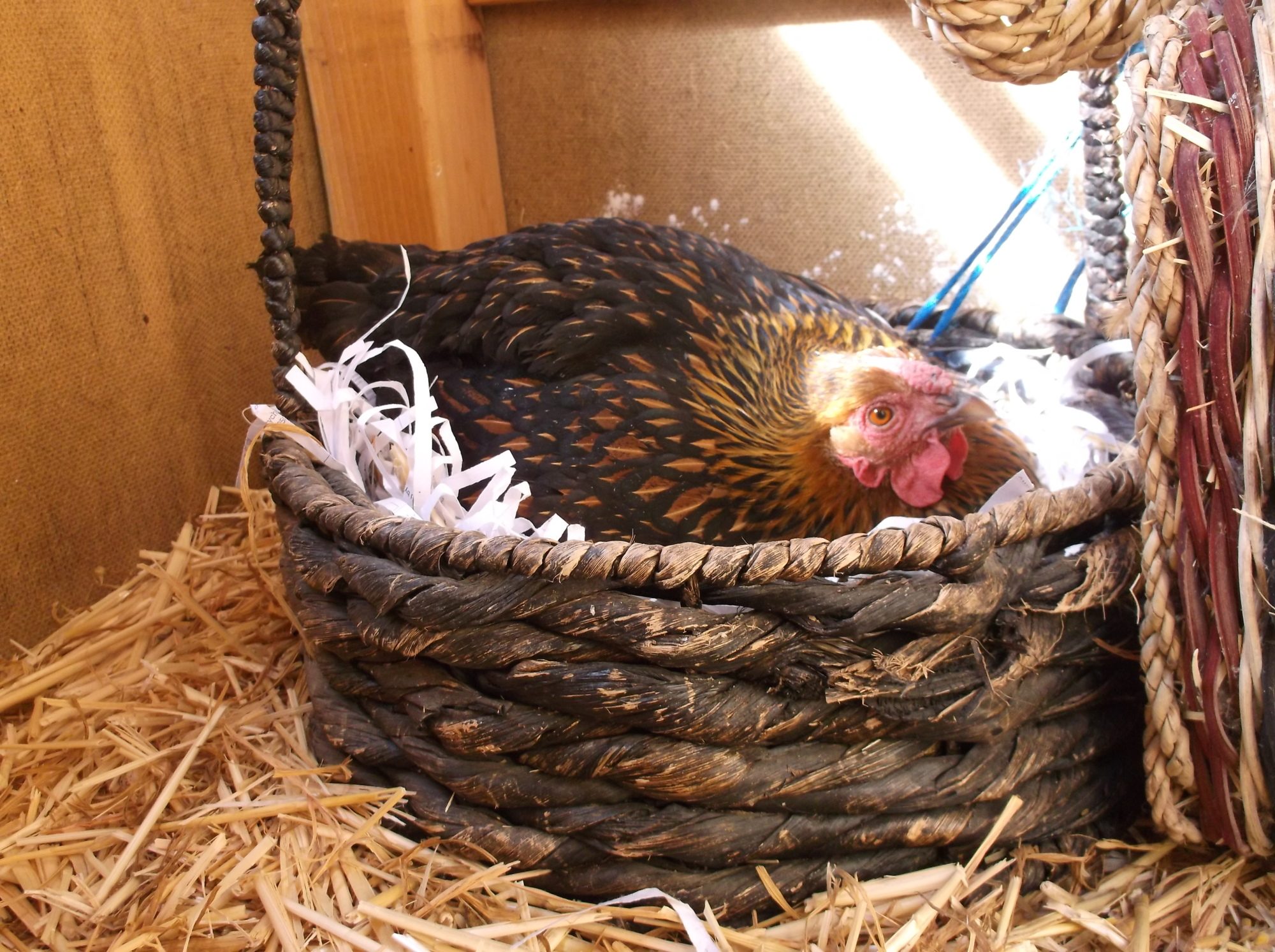 Ditzy ended up hatching 1 but the other hen or chicks killed it. She stayed broody for another month, but didn't hatch anything.