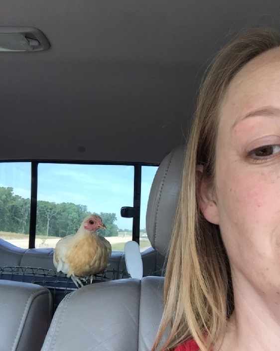 "Diva"- 15 week old Red Pyle Old English Game pullet. She is just along for the ride.