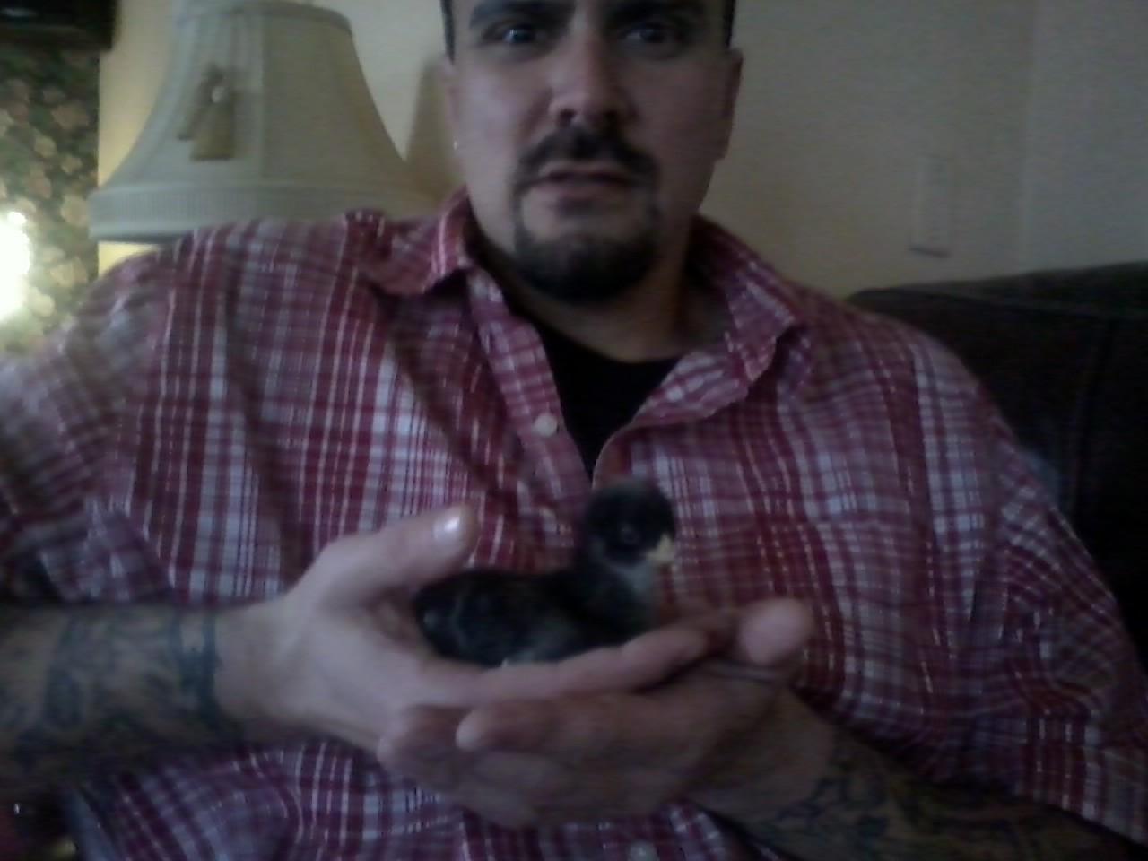 Dixie an easter egger.
