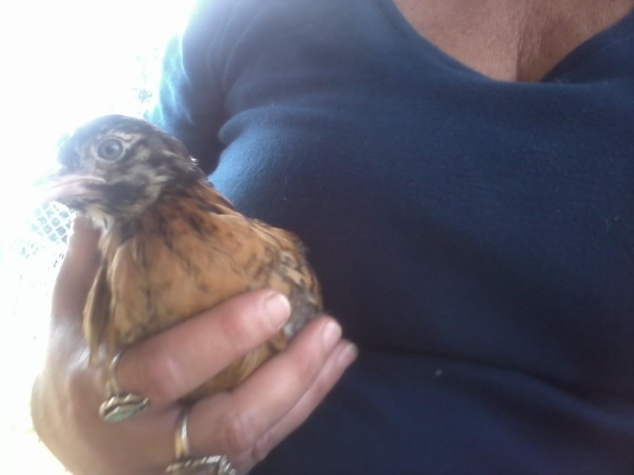 Dixie an easter egger