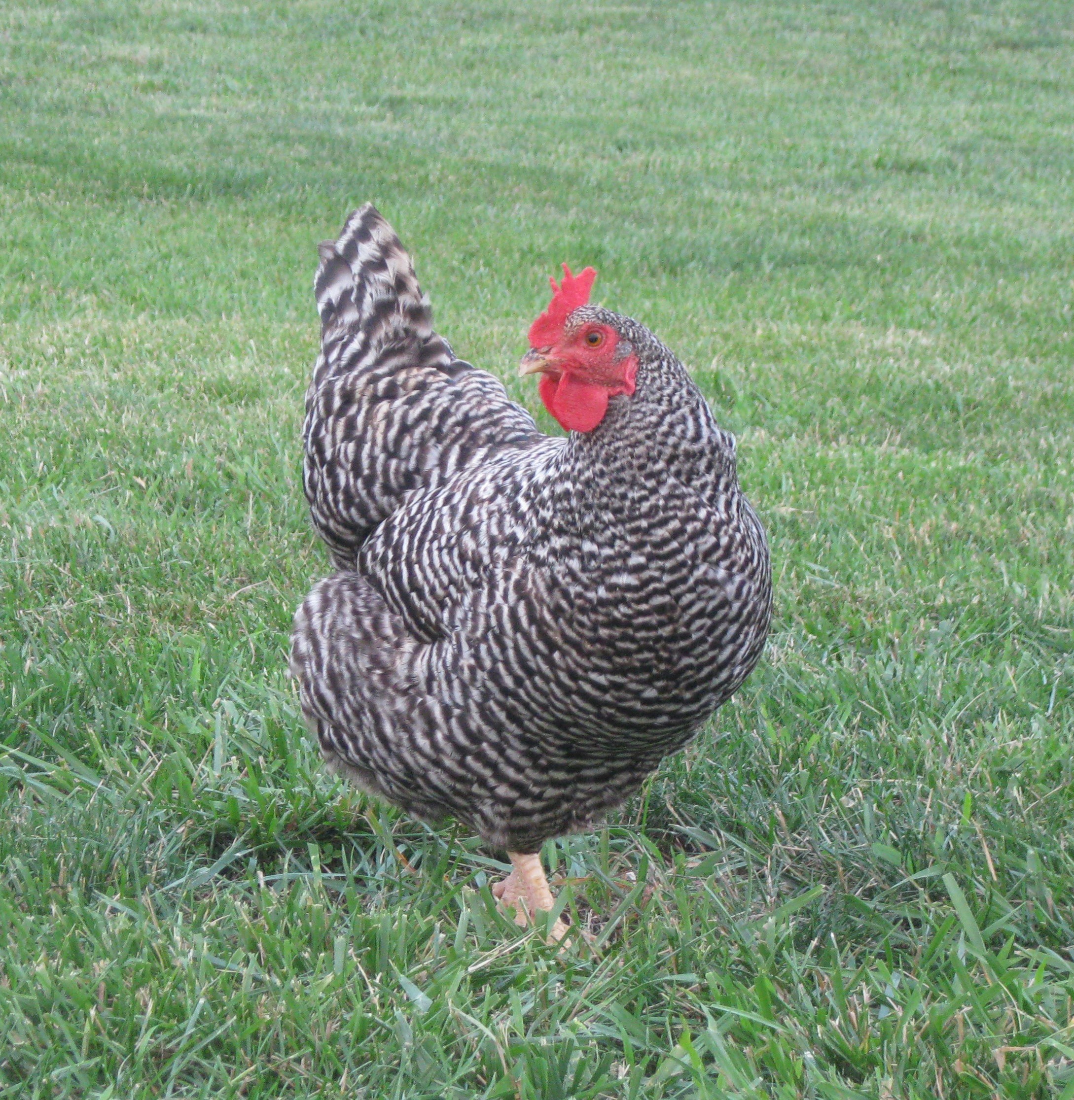 Dixie Chick