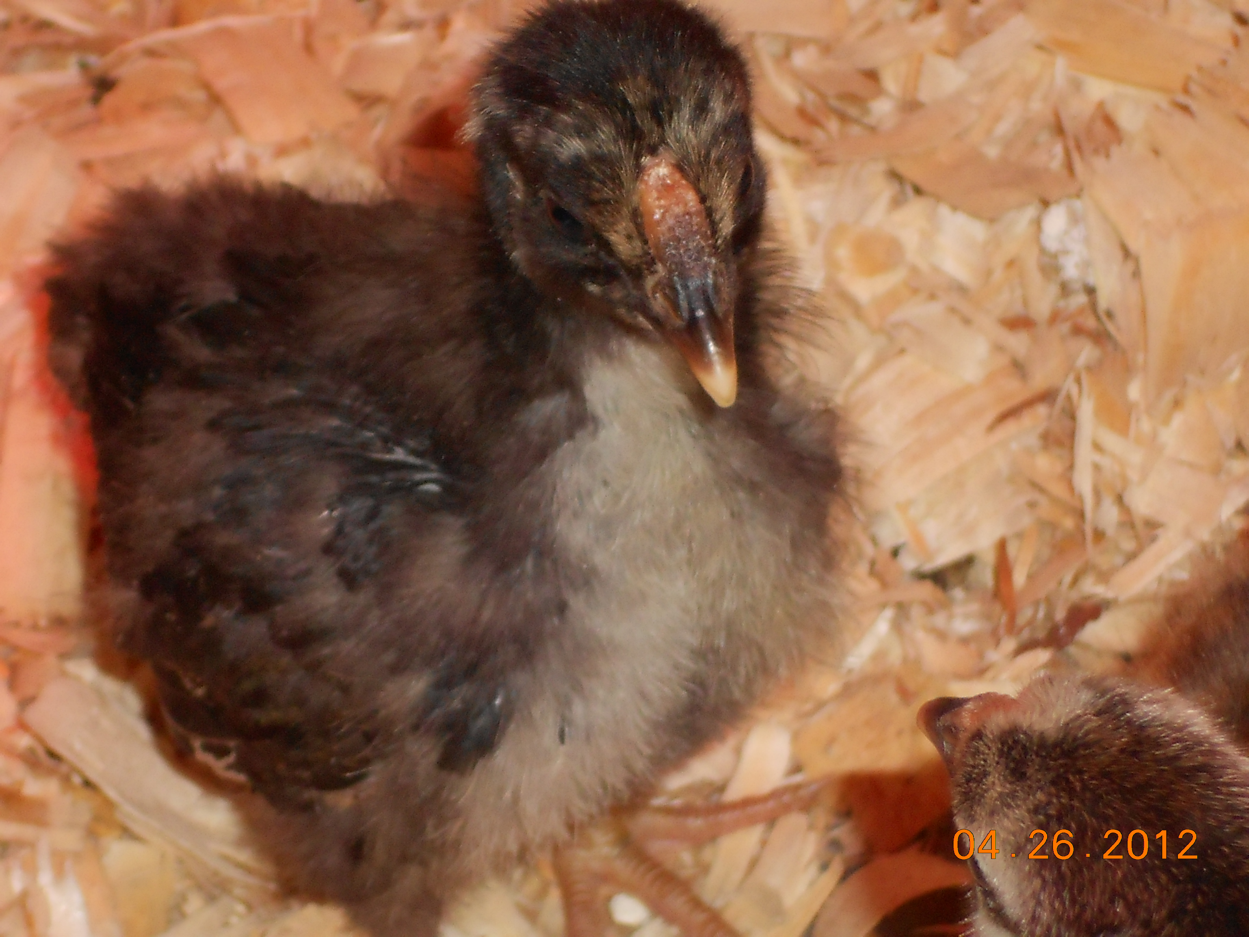 "Dixie" chick