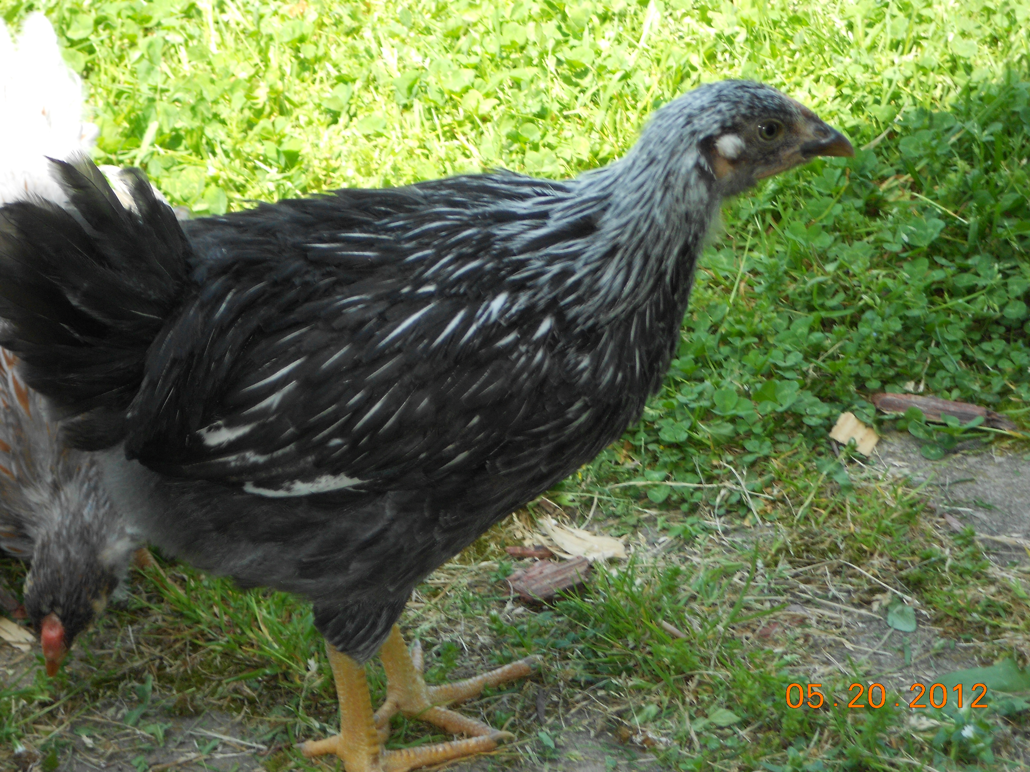 "Dixie" chick