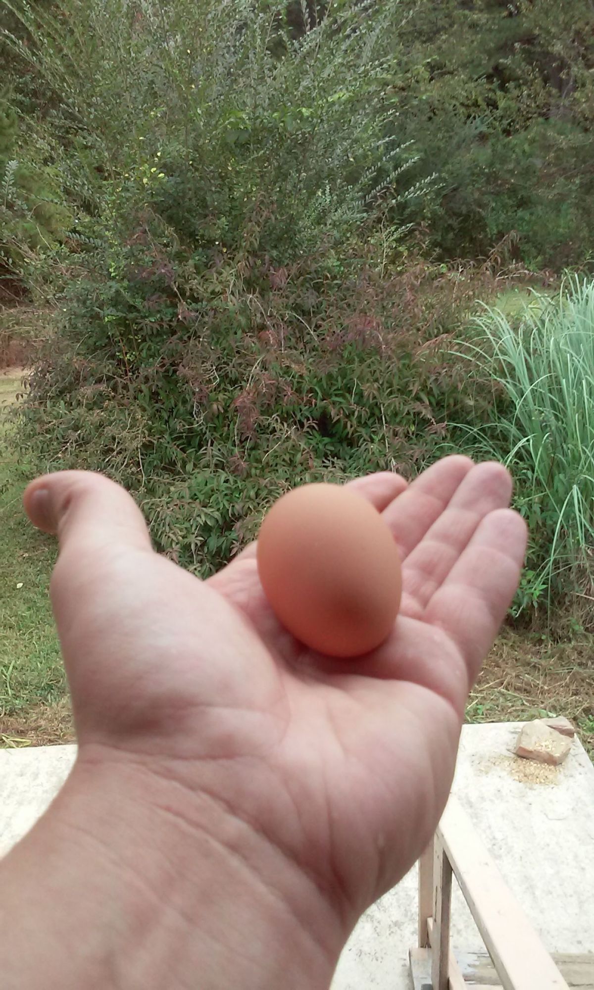 Dixie chicks first egg at 5 months