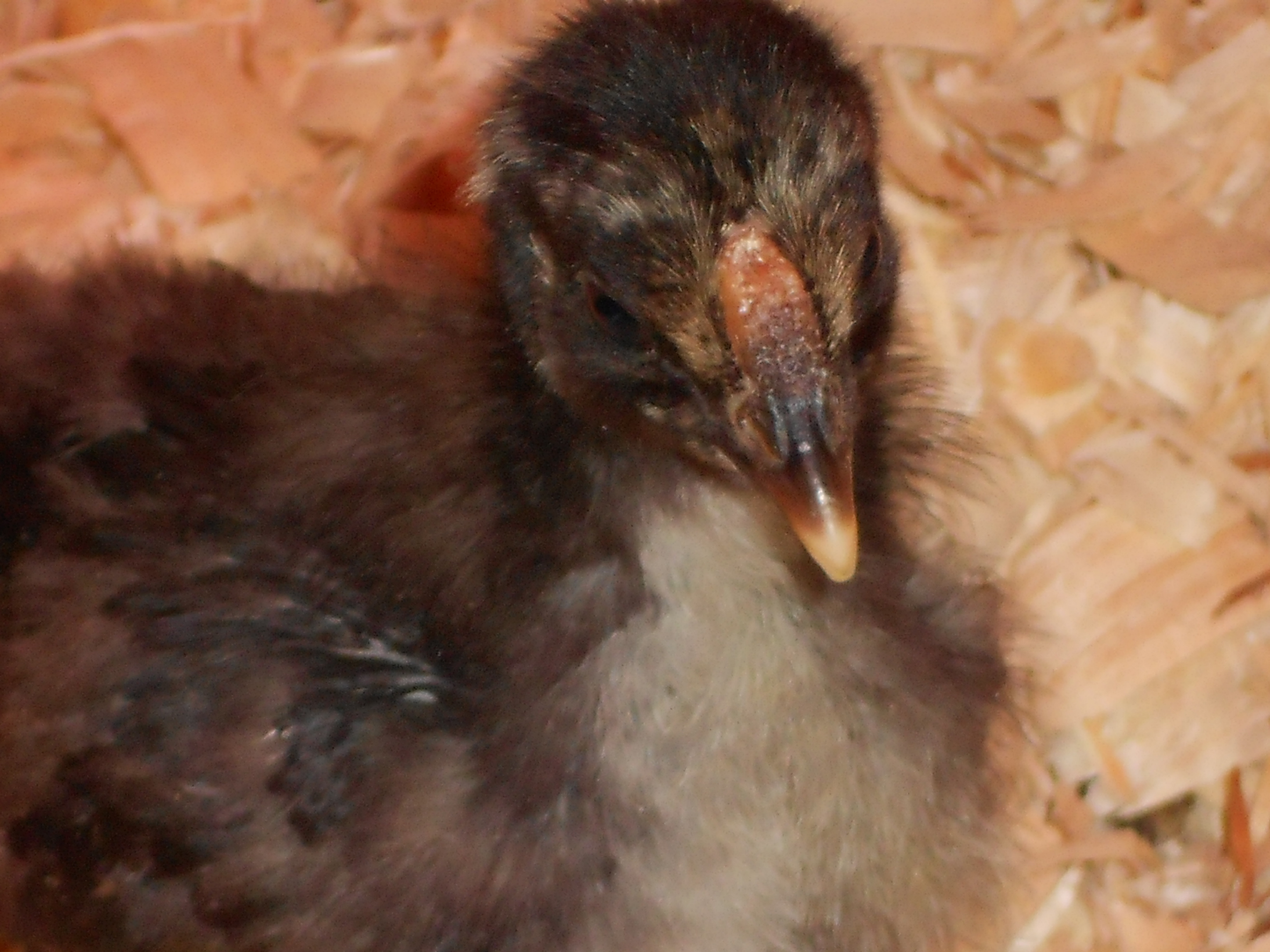 "Dixie" golden laced. At this age she was very flighty and very timid. I guess she's just the shy one. she's coming around and she's a darling.