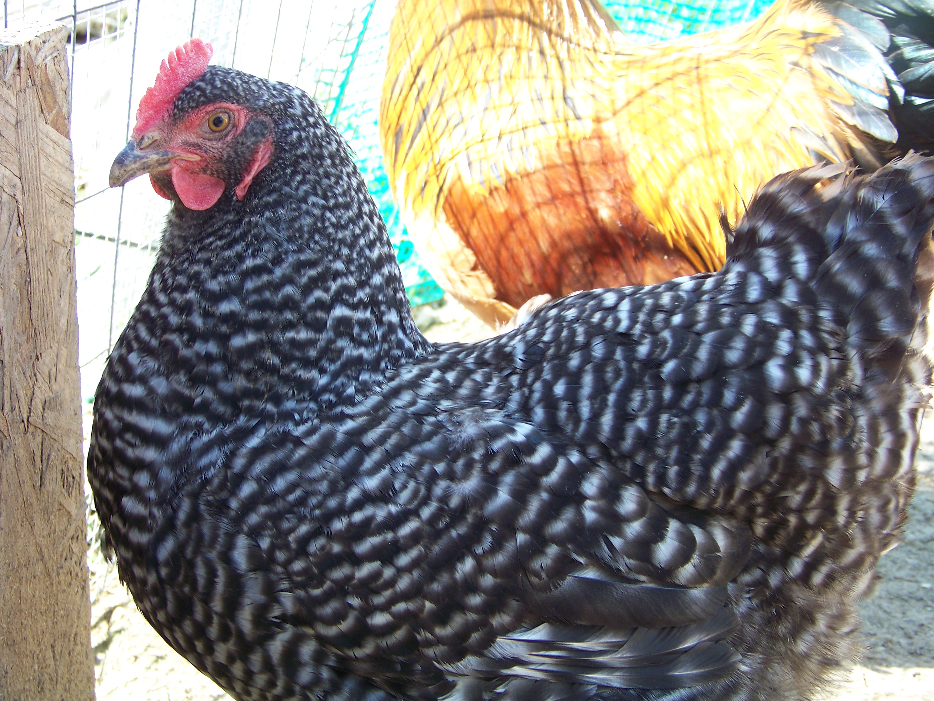 "Dixie" - LF Barred Rock hen. She's also very photogenic and vain. Her and Henny Penny (EE) are at the top of the pecking order. They were both "the chicks that started it all". Picked them up as chicks from the feed store (because "Hey, we already have ducks, might as well get some chickens, too" Harharhar...), and they stirred up an addiction in me.