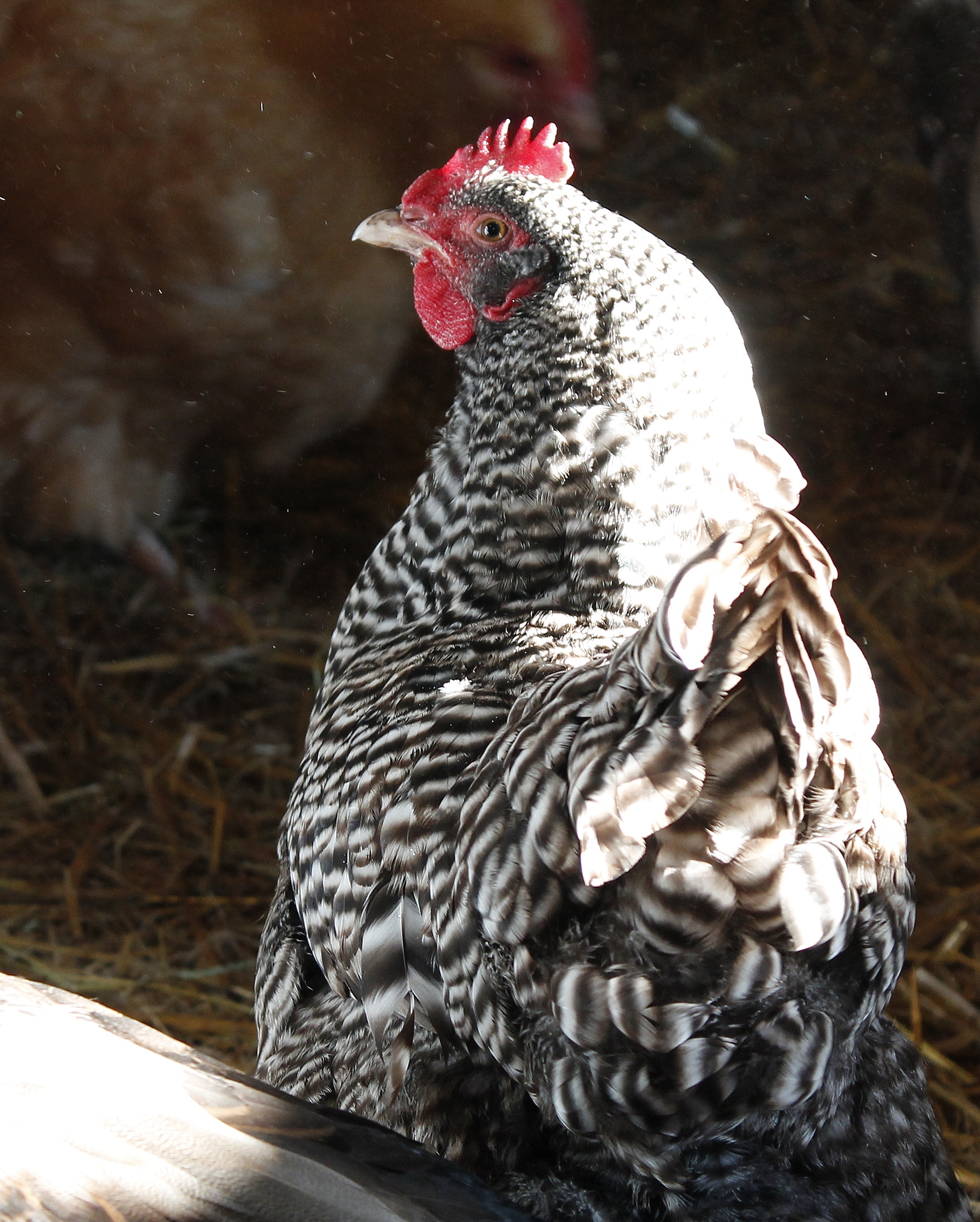 Dixie - My most personable hen!