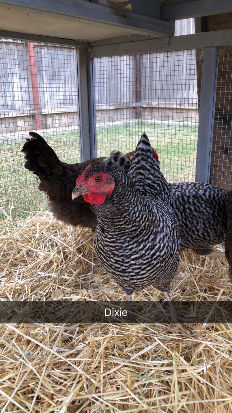 Dixie