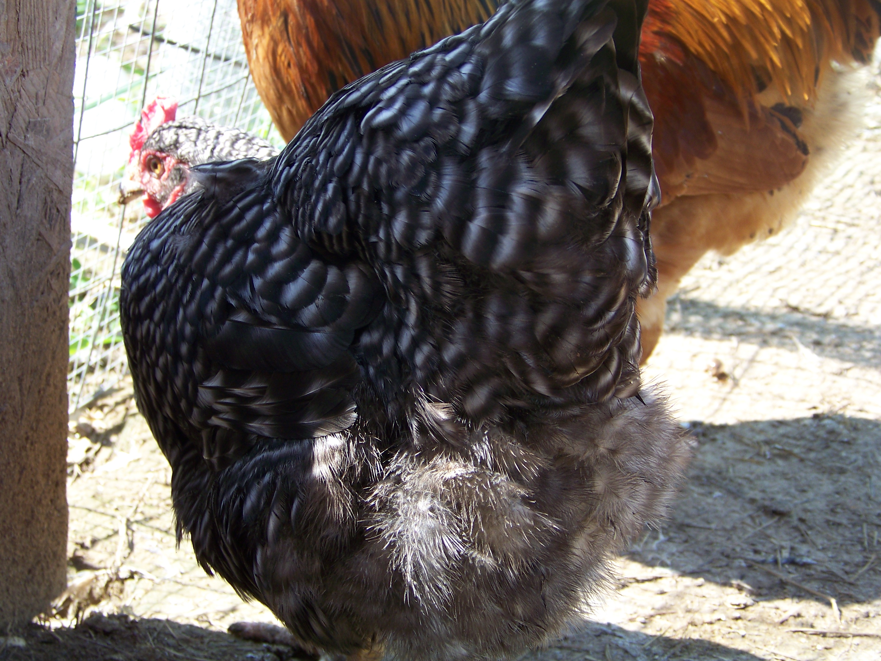 Dixie's butt. (Barred Rock hen)