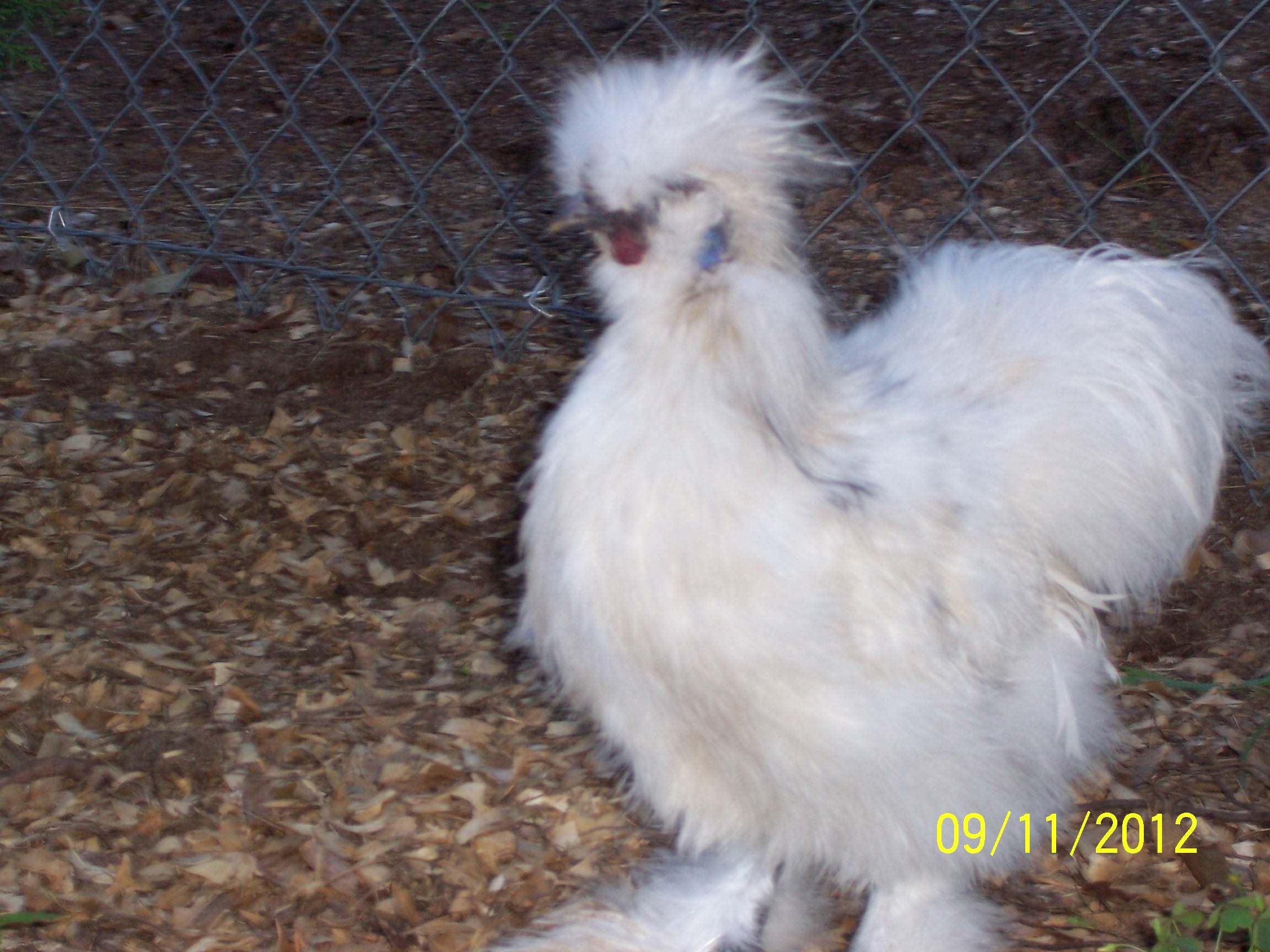 Dixion my Rooster
