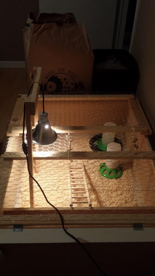 DIY Brooder - complete with food & water dispensers, adjustable heat lamp, digital thermometer, and roost