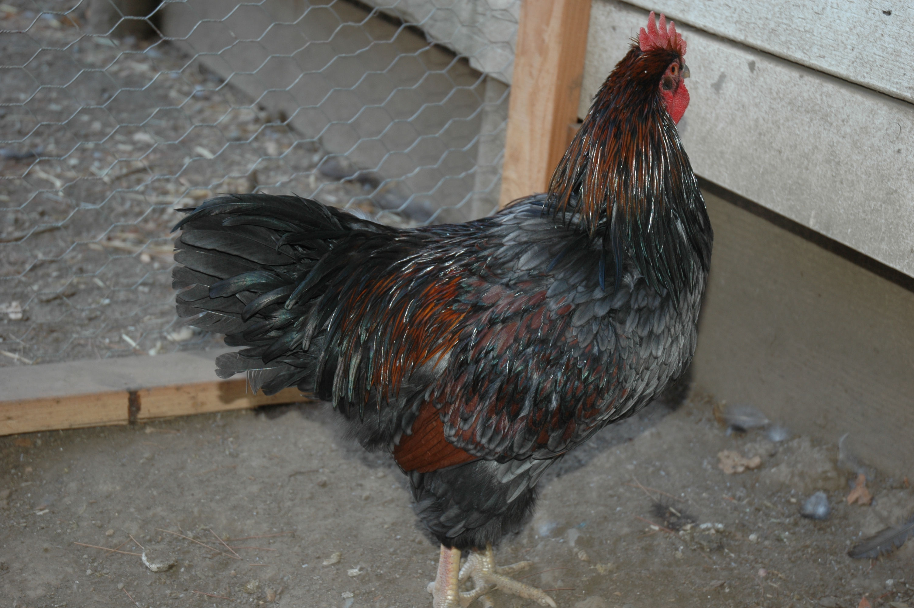 DLBB Rooster