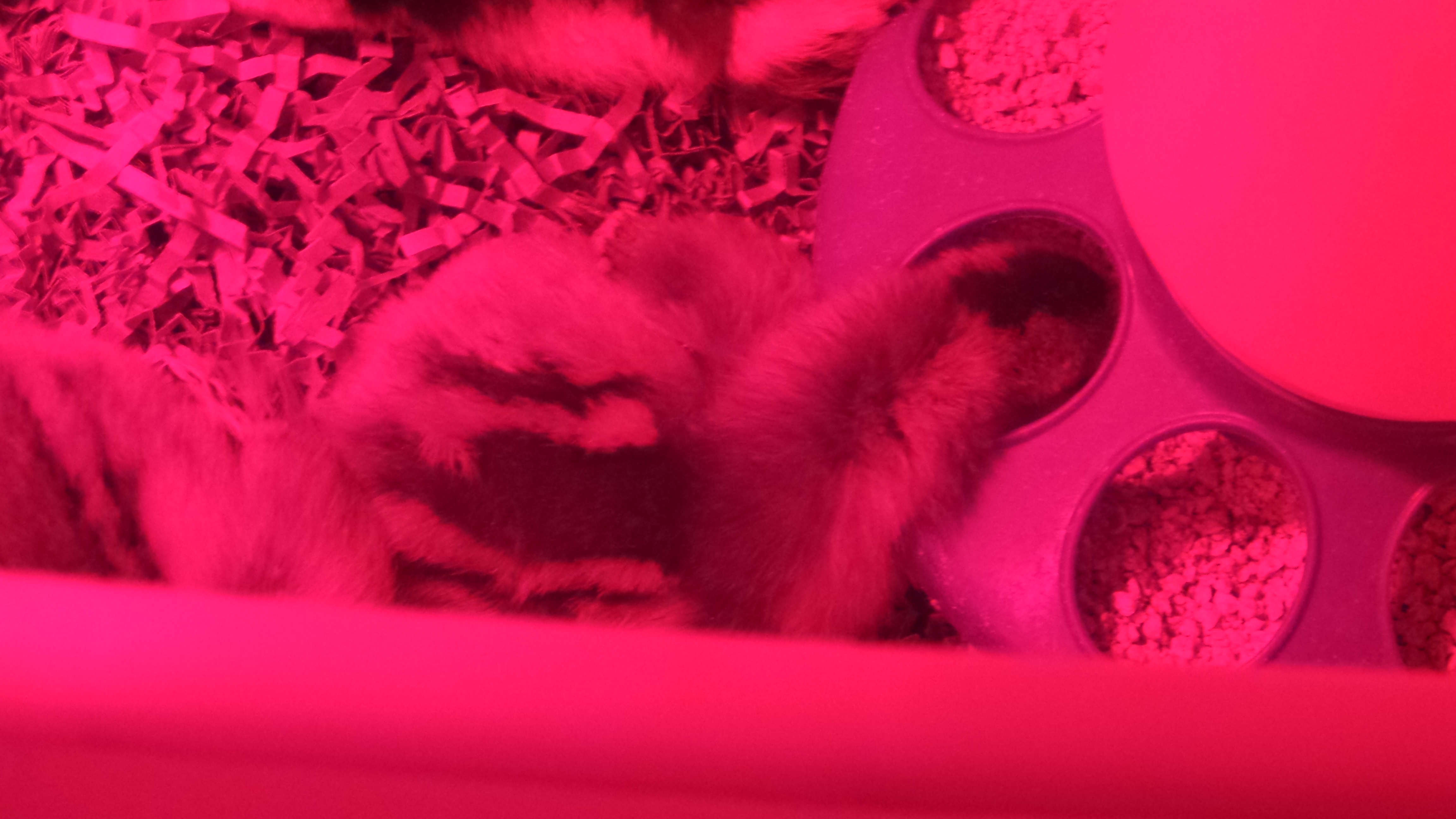 Do all chicks do this? Fall asleep while eating... to cute <3