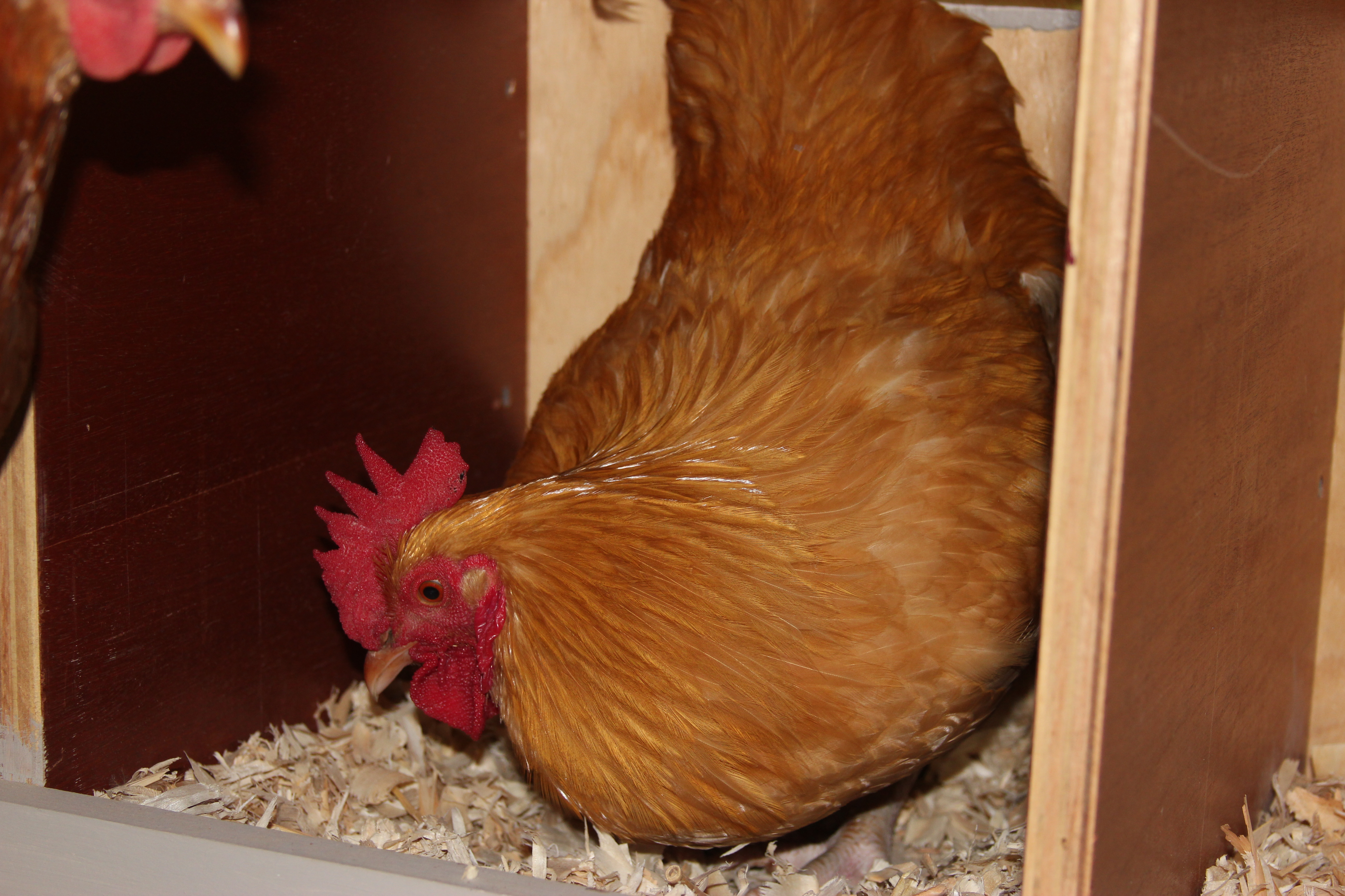 Do roosters lay in nesting boxes?
