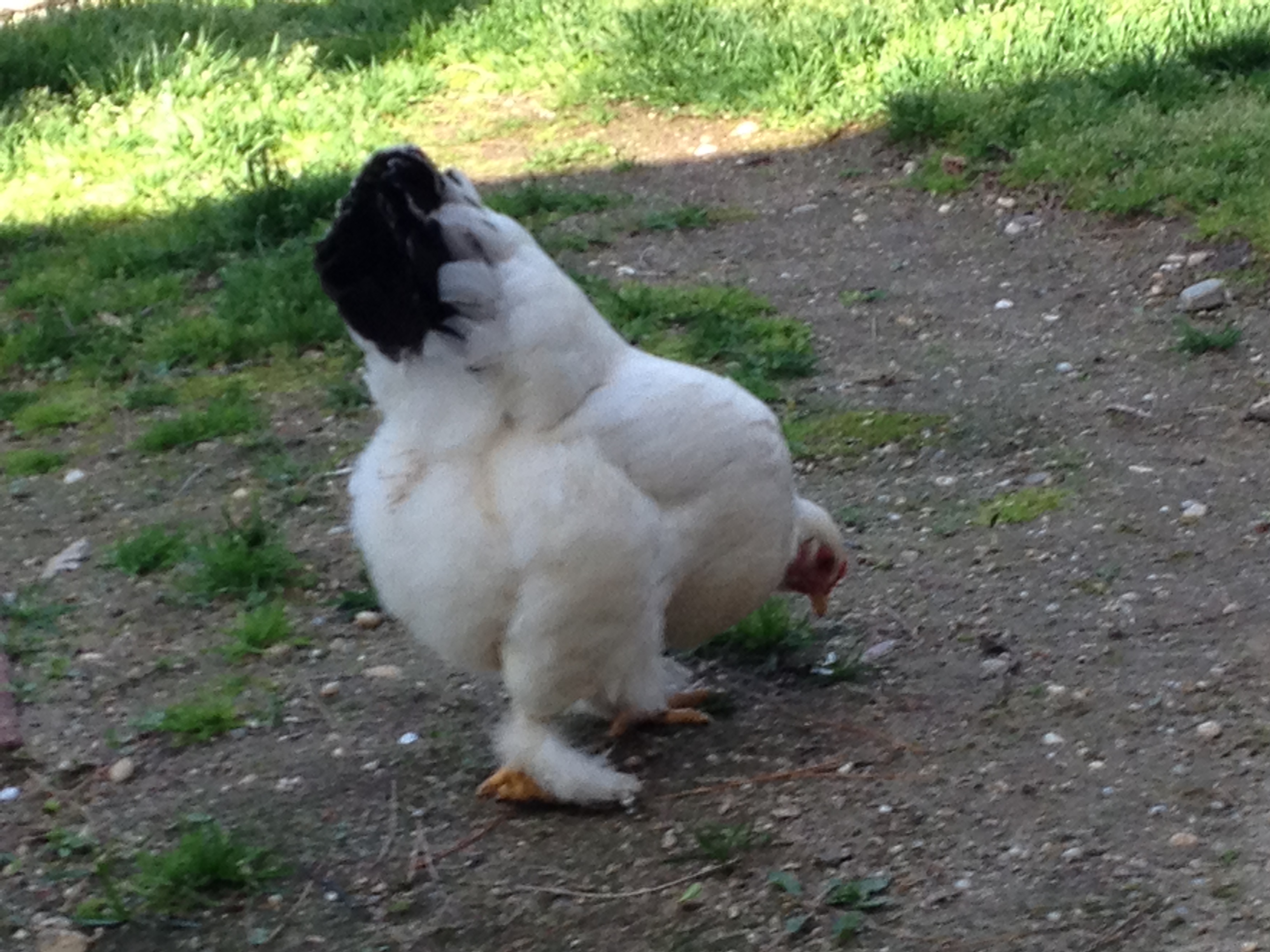 Do these feathers make my butt look big??