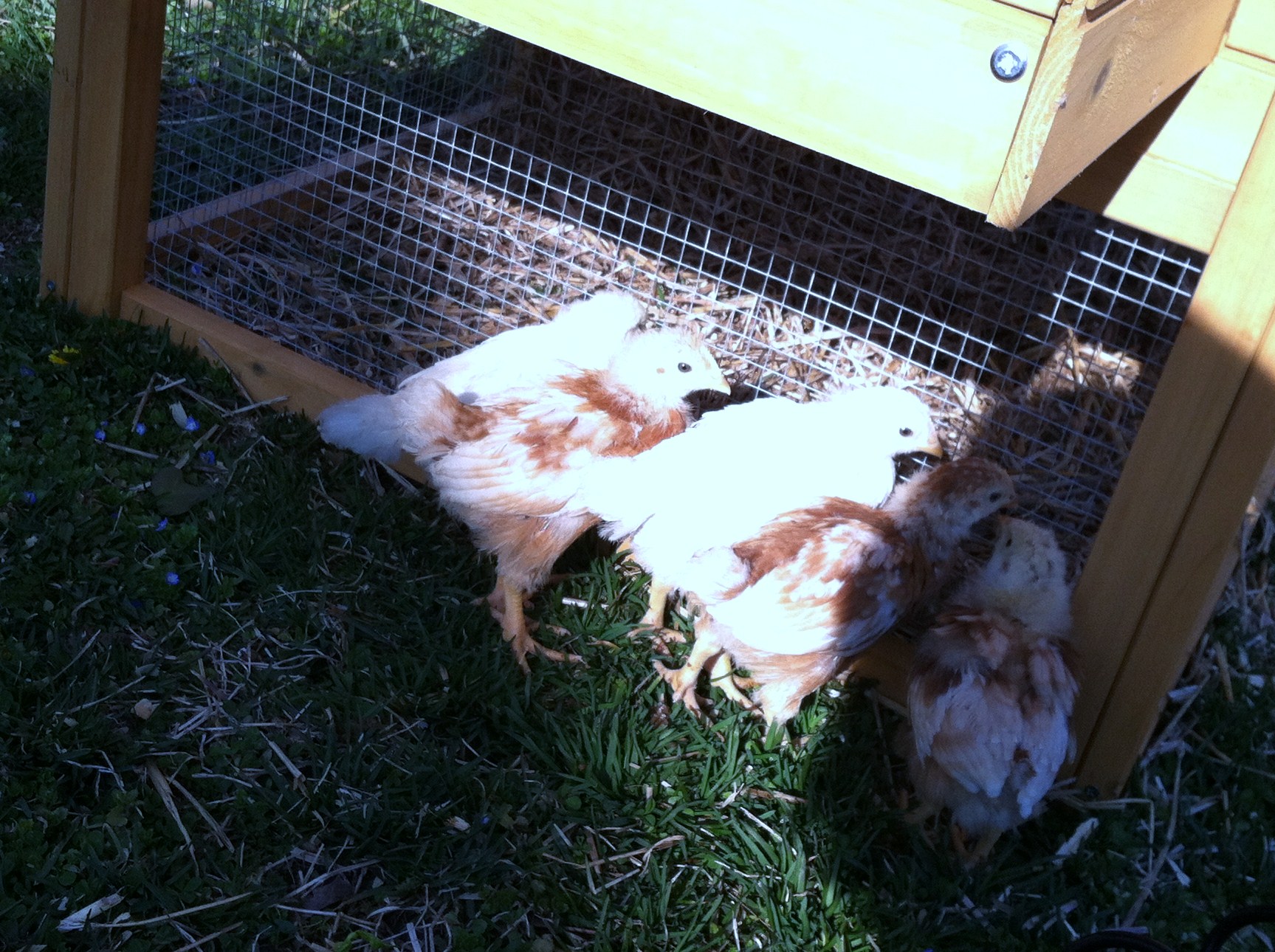 Do we have a rooster?
