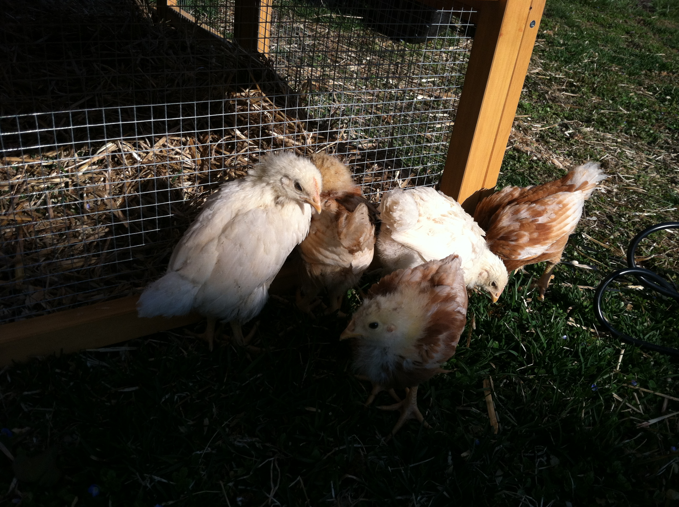 Do we have a rooster?
