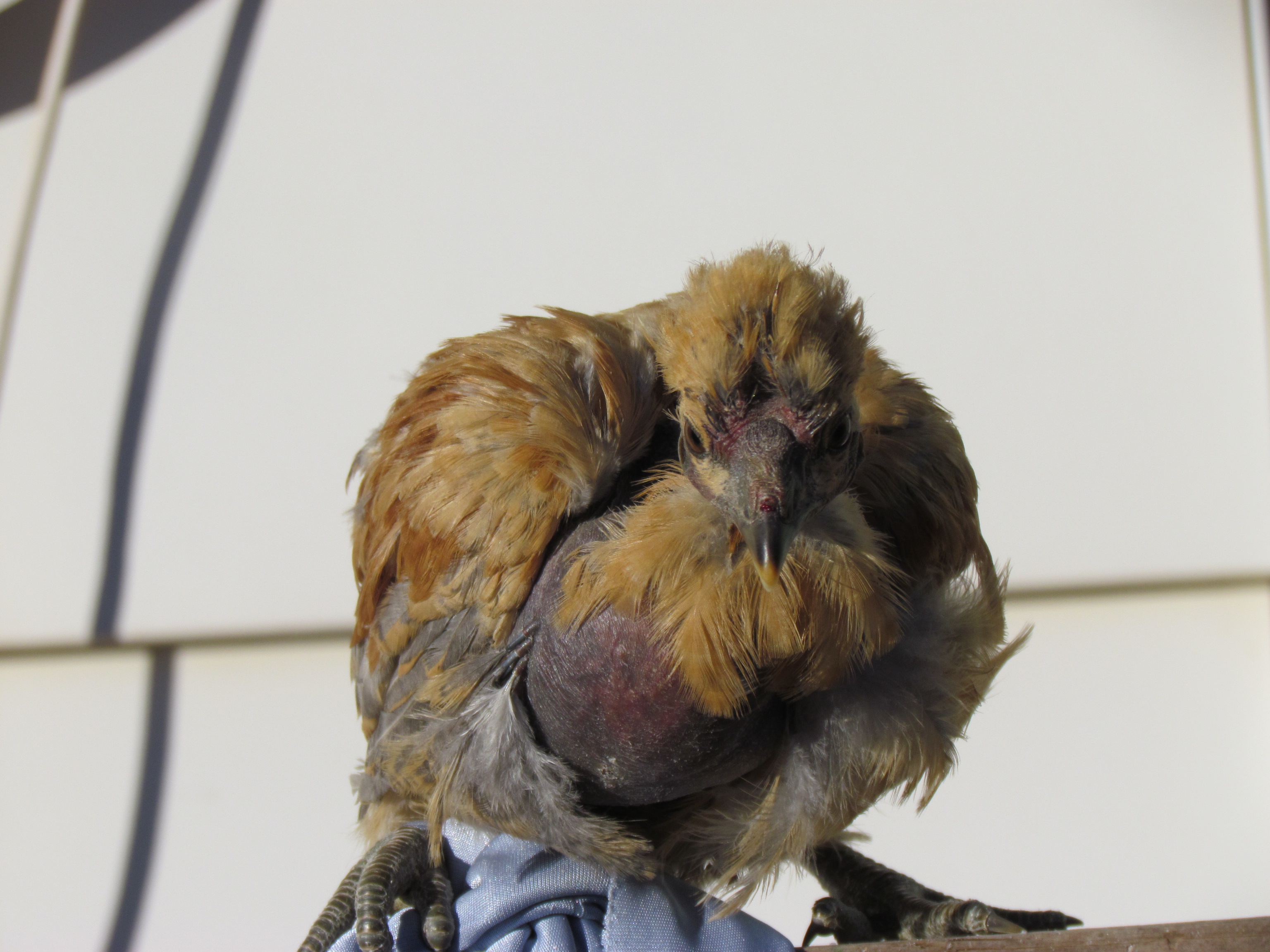 do you think that he ate too much