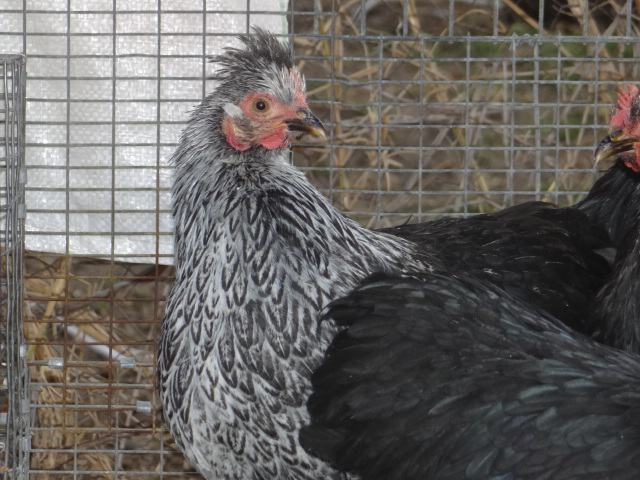 Does anyone know what this feather colour/pattern is called ?